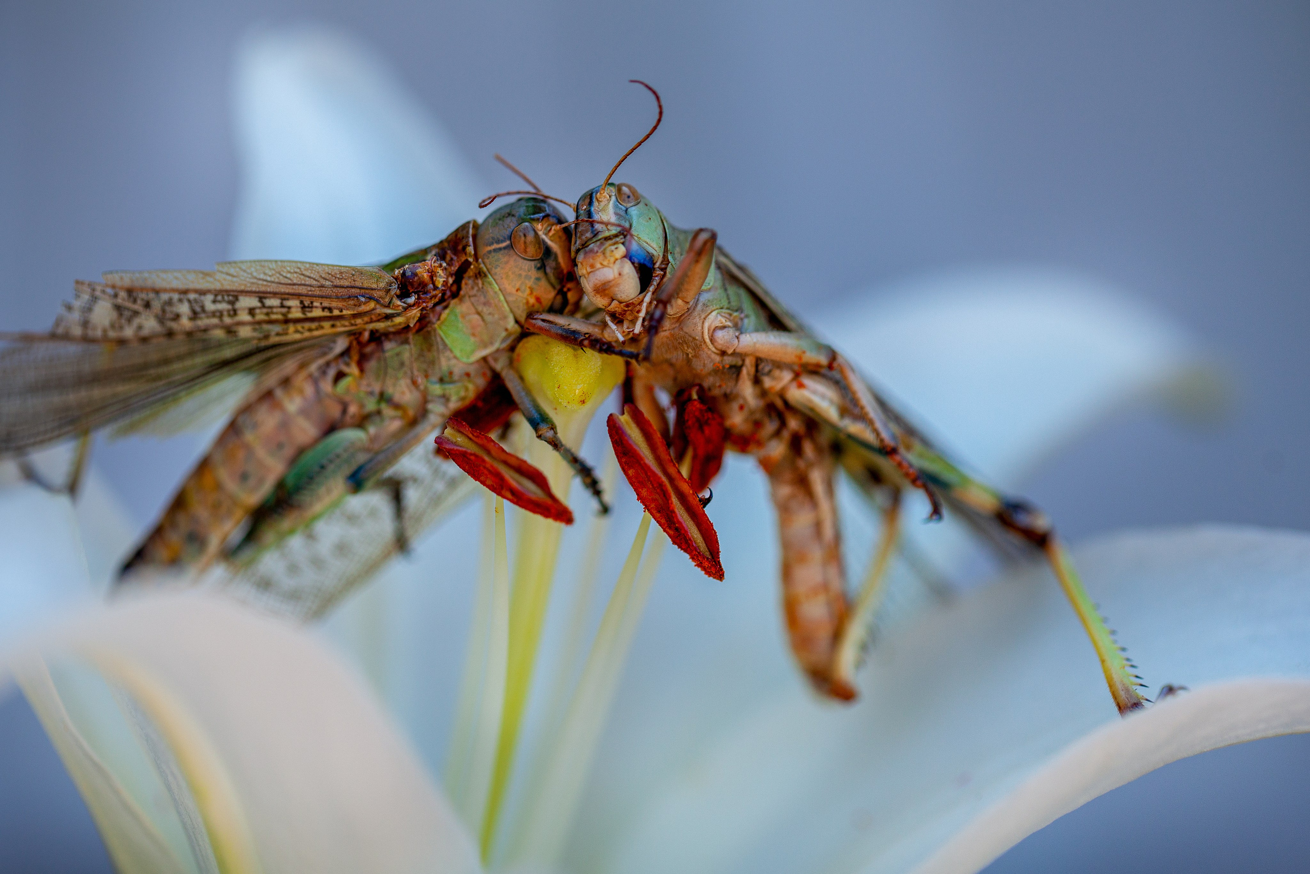 Саранча. Медиапродюсер, фотограф в Минеральных Водах —Виктор Холодов