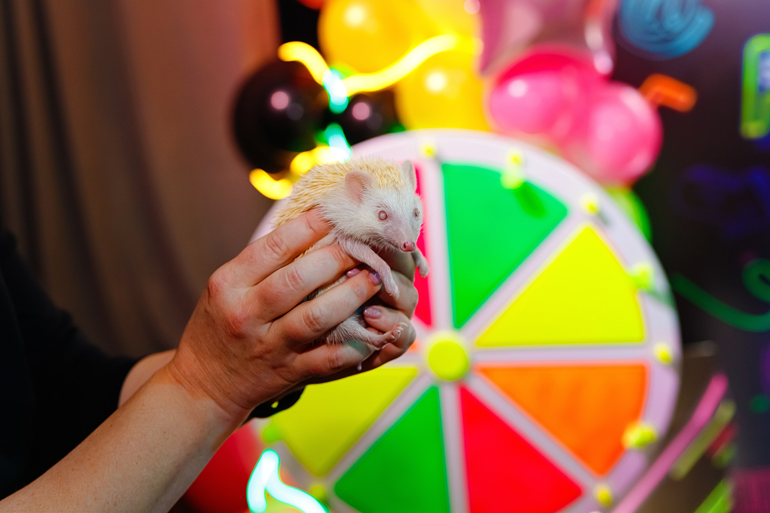 PARTY — happy birthday!. Elena Sova — семейный и женский фотограф в Санкт-Петербурге