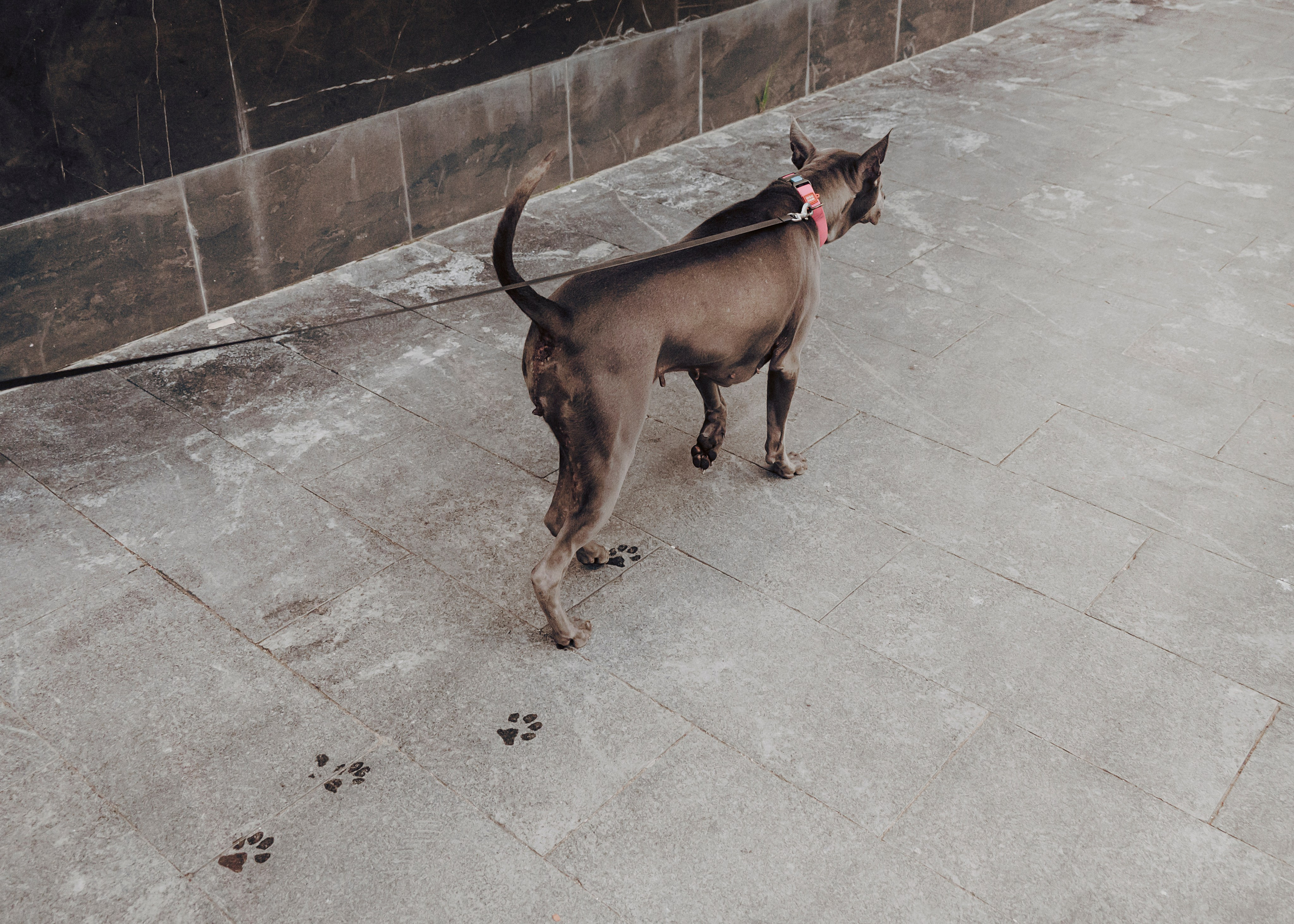 Шарма. Фотограф- анималист Александра Матвеева