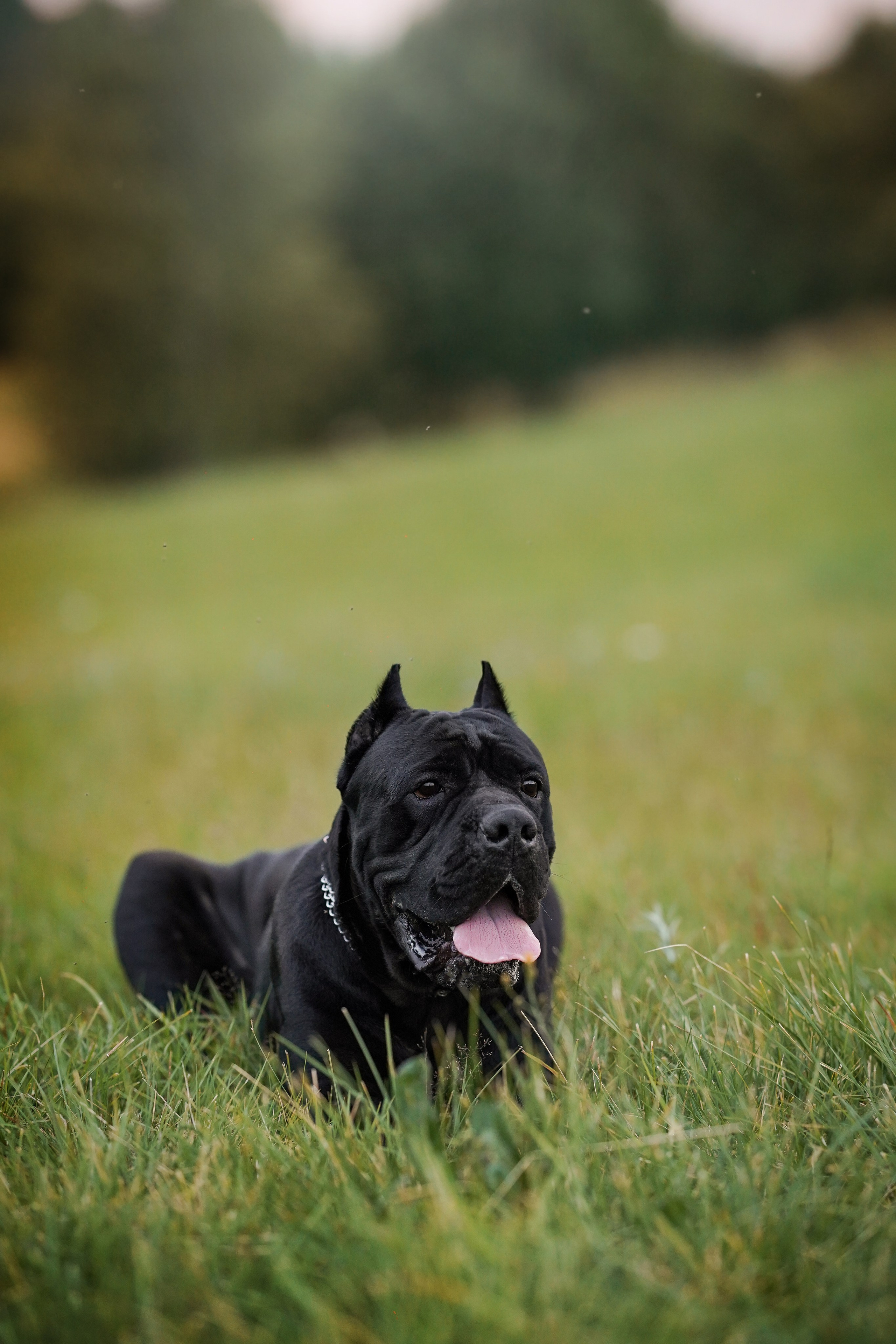 Юлия Костя и Виннер. Фотограф-анималист в Санкт-Петербурге Яна Мартынова