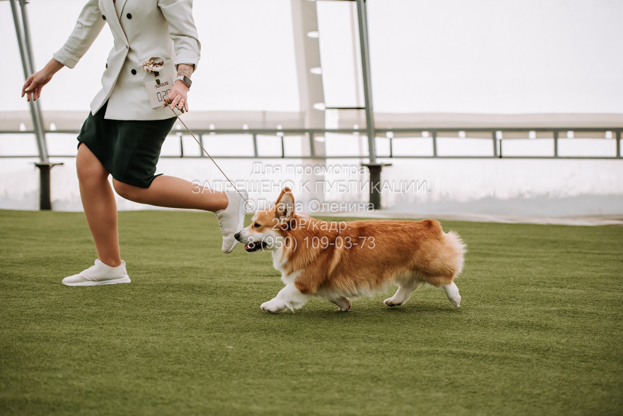 Выставка собак Красноярск 2.06. Фотограф Диана Оленина Красноярск / Братск