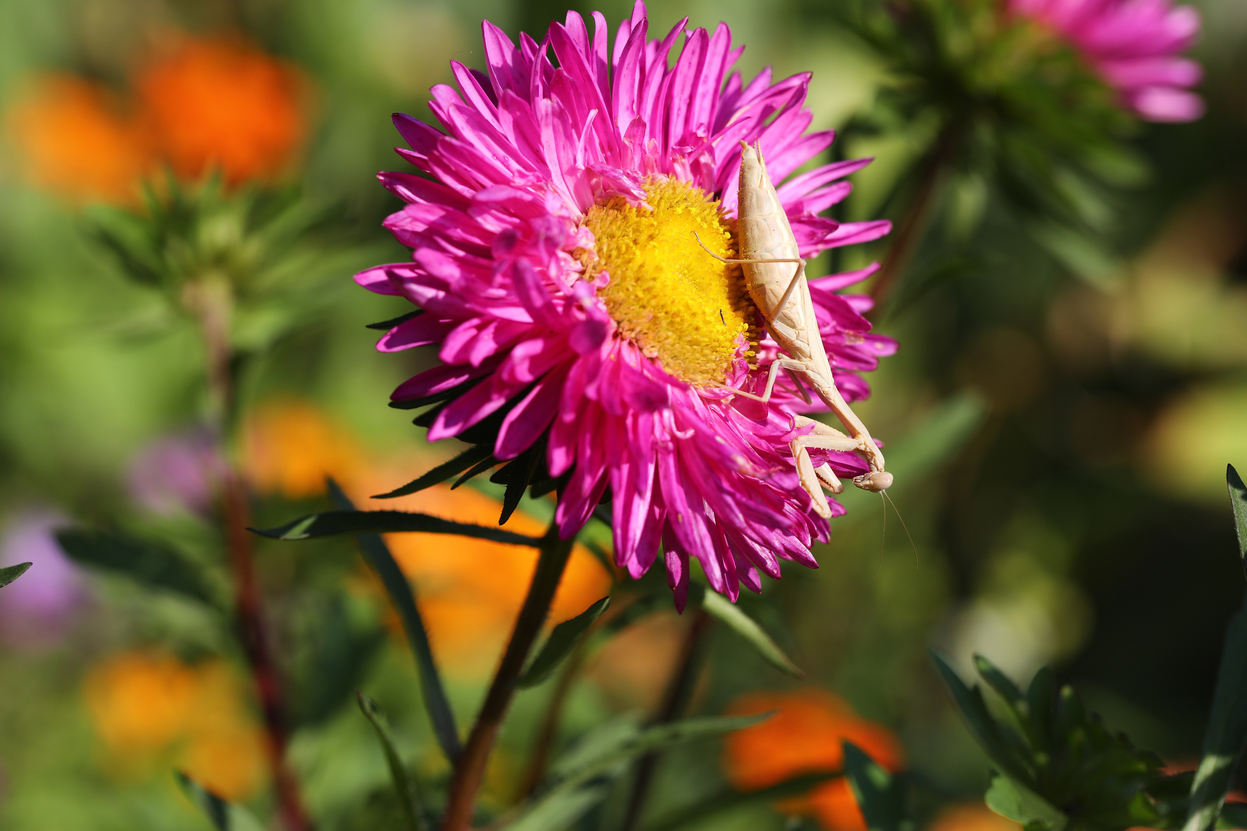 МАГАЗИН и его витрина. Фото-художник и Репортажный фотограф Николаев Александр Алексеевич