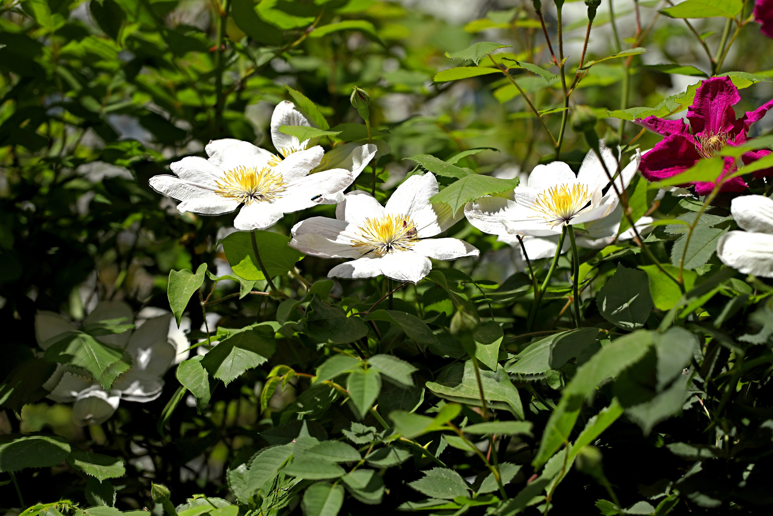 Цветы моего города. Фото-художник и Репортажный фотограф Николаев Александр Алексеевич