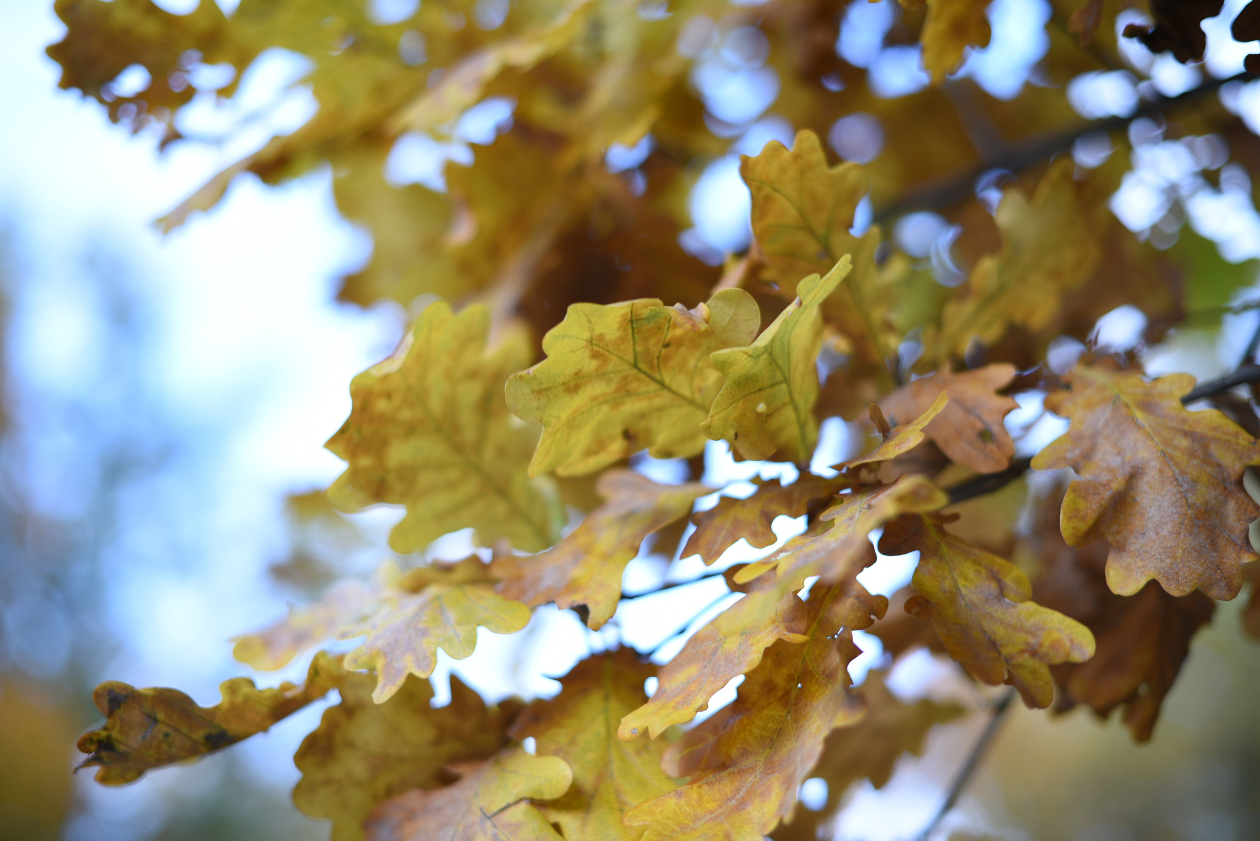 БРАТСКАЯ ЛЮБОВЬ. Семейный Фотограф в Туле Юлия Федотова