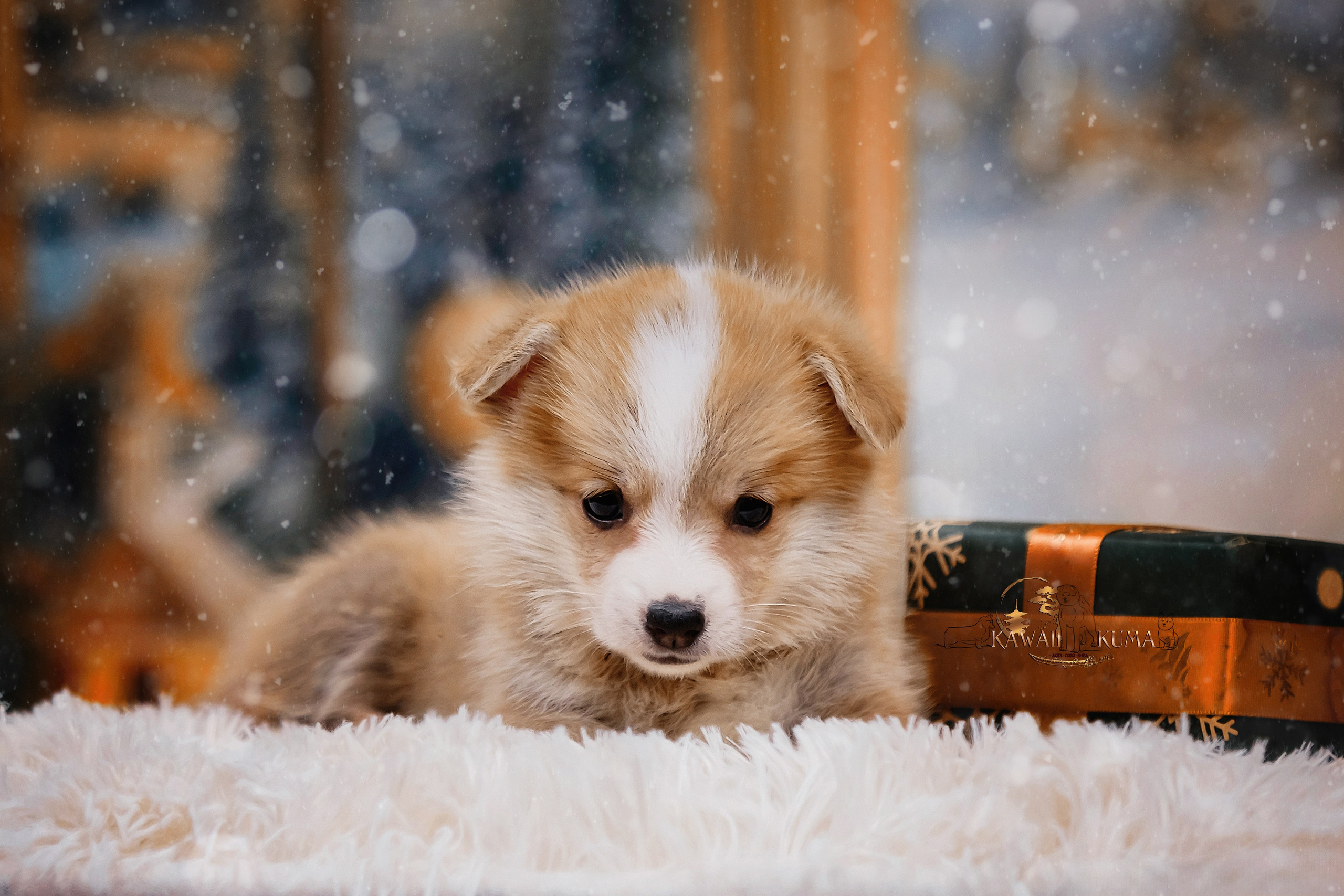 А — Кола и Цесей. Kawaii Kuma питомник собак пород Корги пемброк, Акита ину, Сиба