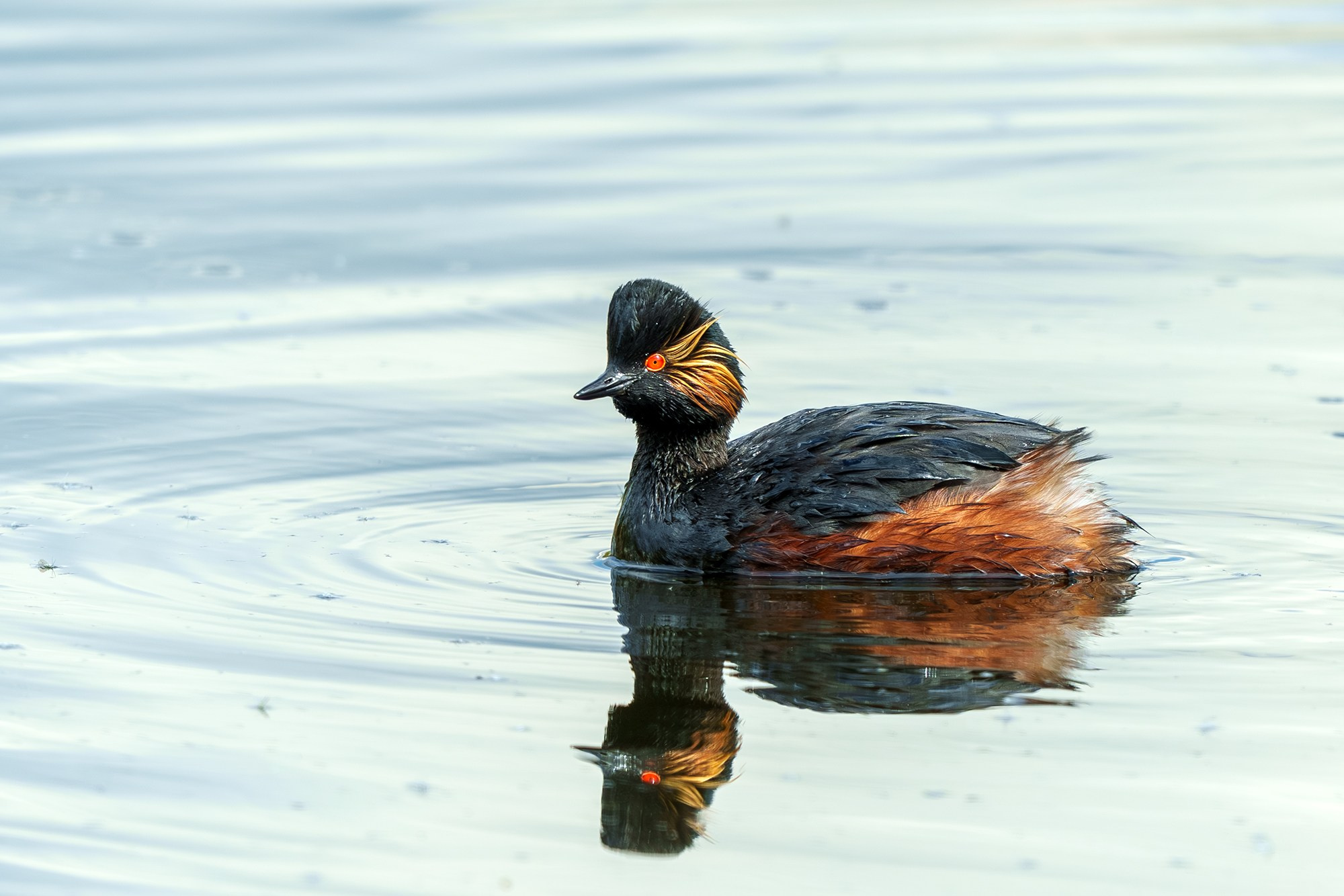 Удивительные мир птиц. Вокруг нас столько прекрасного — присмотритесь!. Ваш личный фотограф Марина Волкова