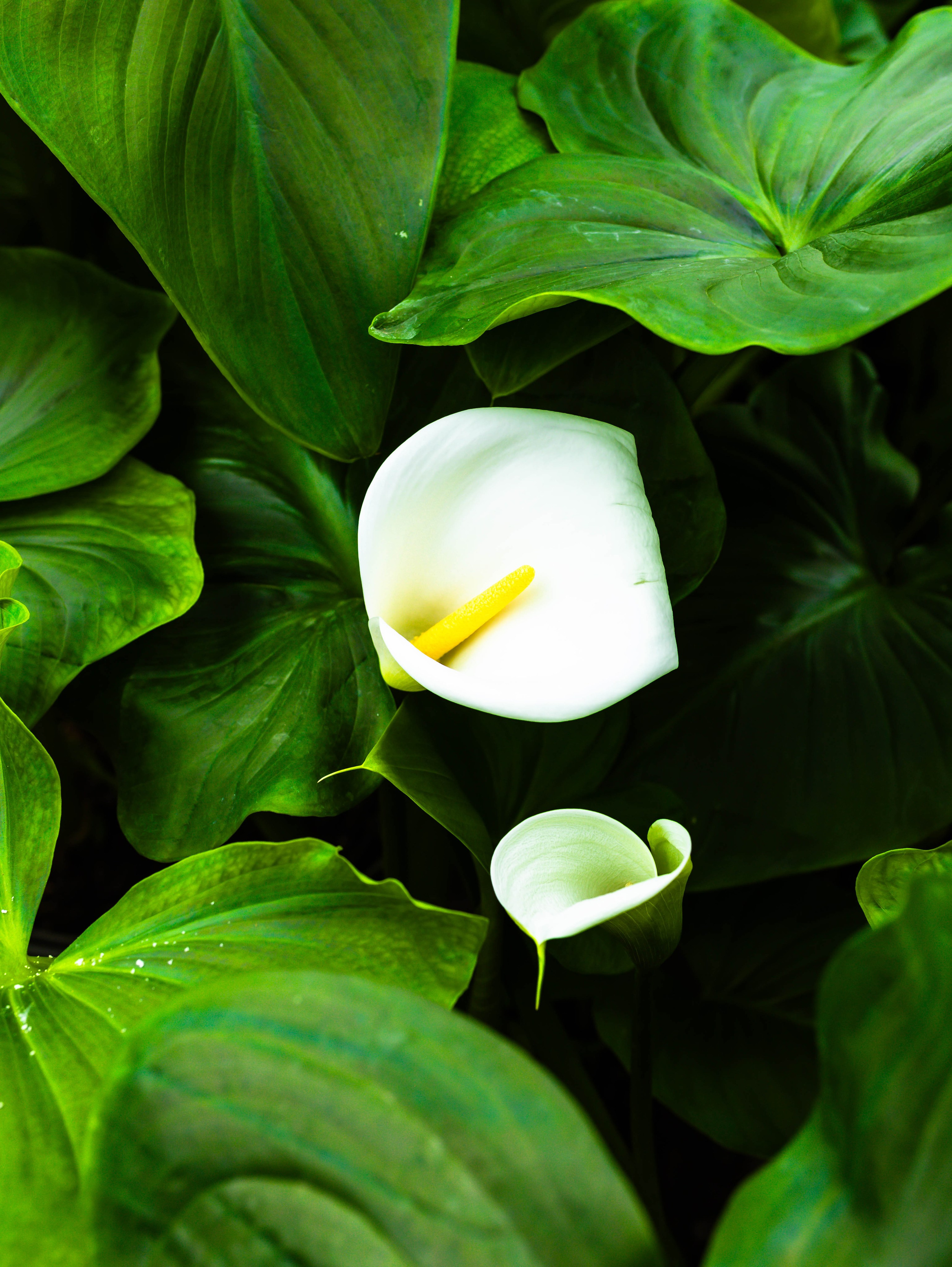 Фотографии природы Липецка. Свадебный и семейный фотограф Виолетта в Липецке