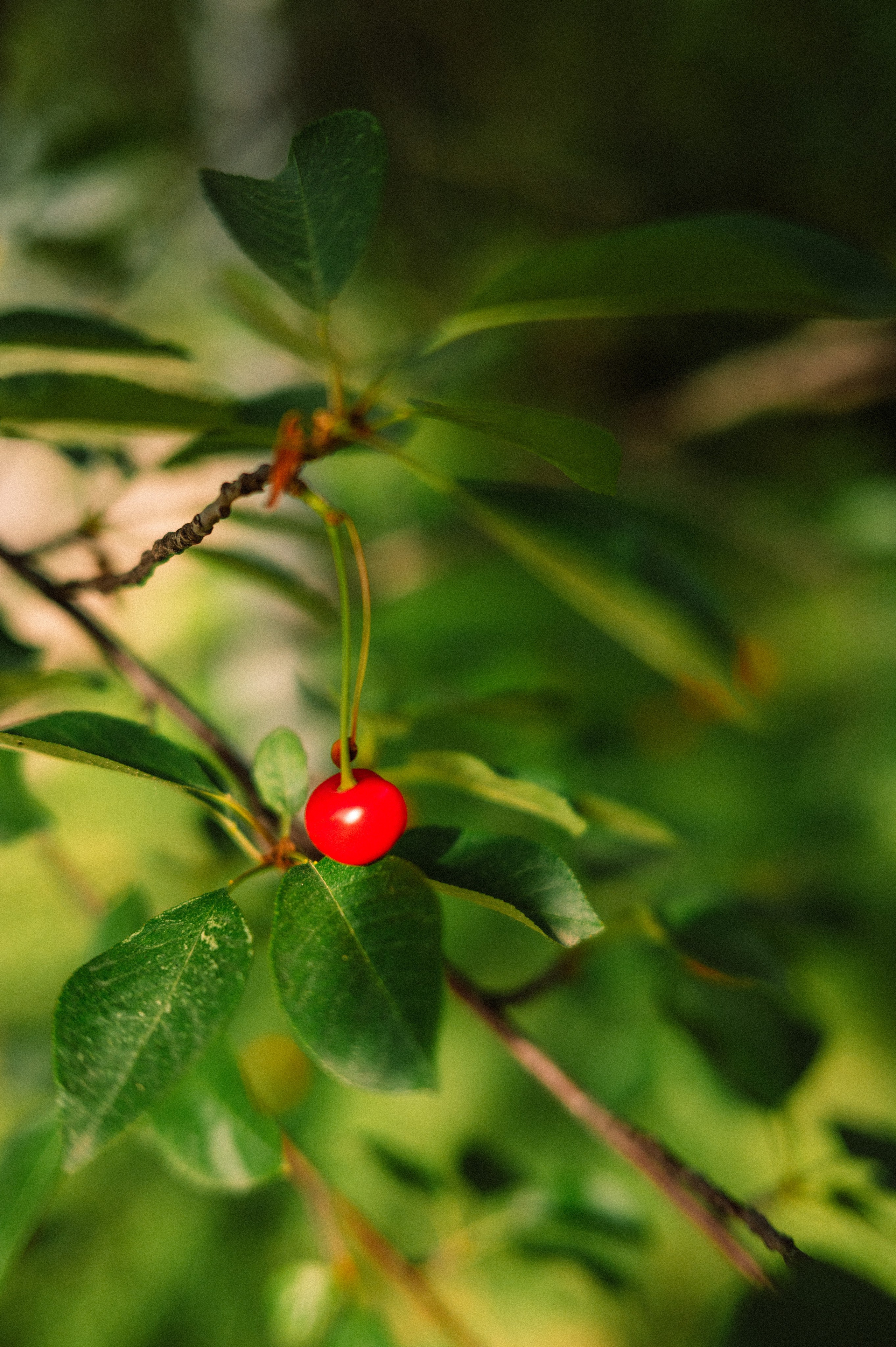 Стрит: Алматы, лето 2025. Фотограф в Алматы — Дарья Фёдорова