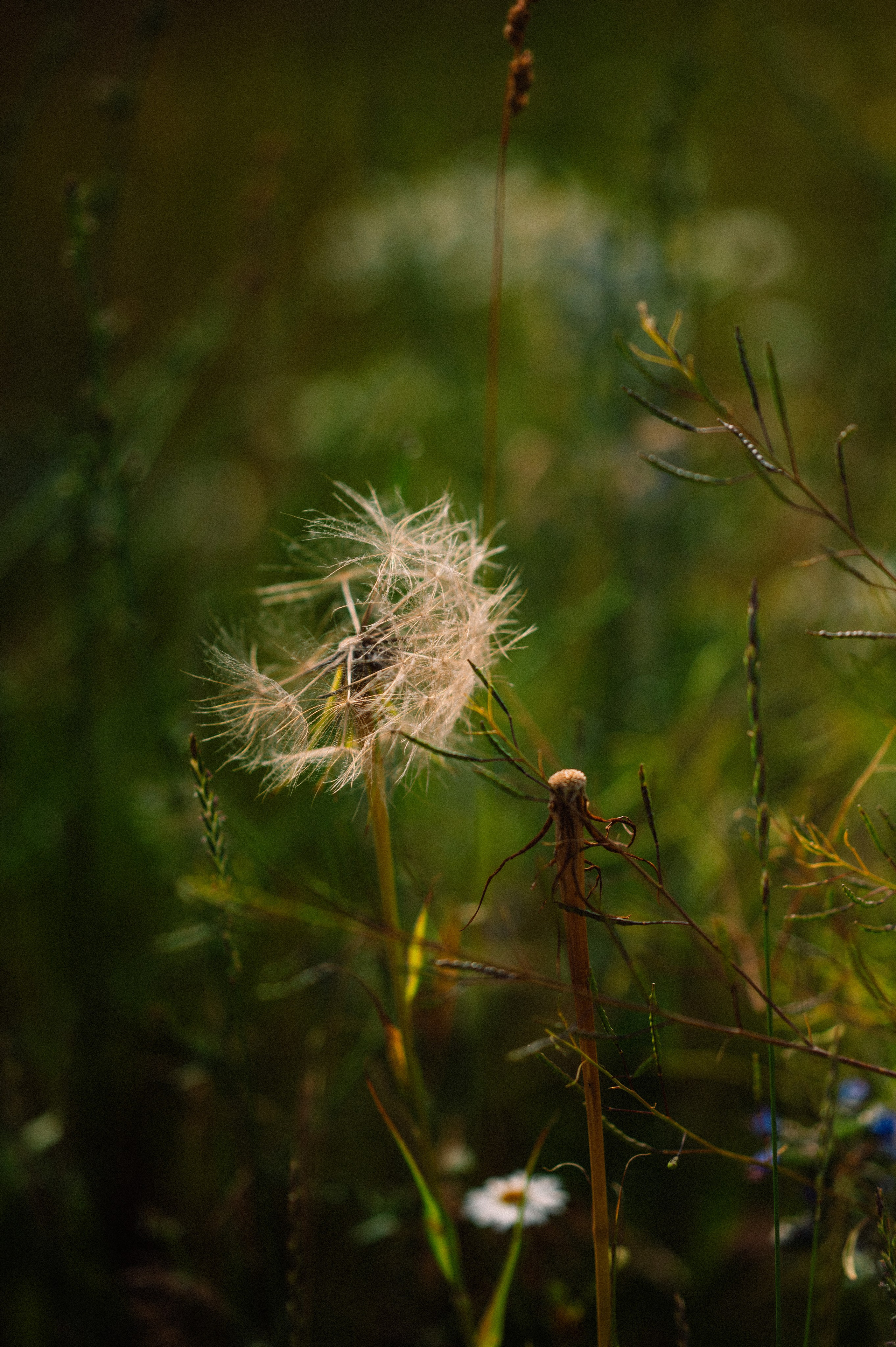 Чарын-Кольсай: лето 2024. Фотограф в Алматы — Дарья Фёдорова