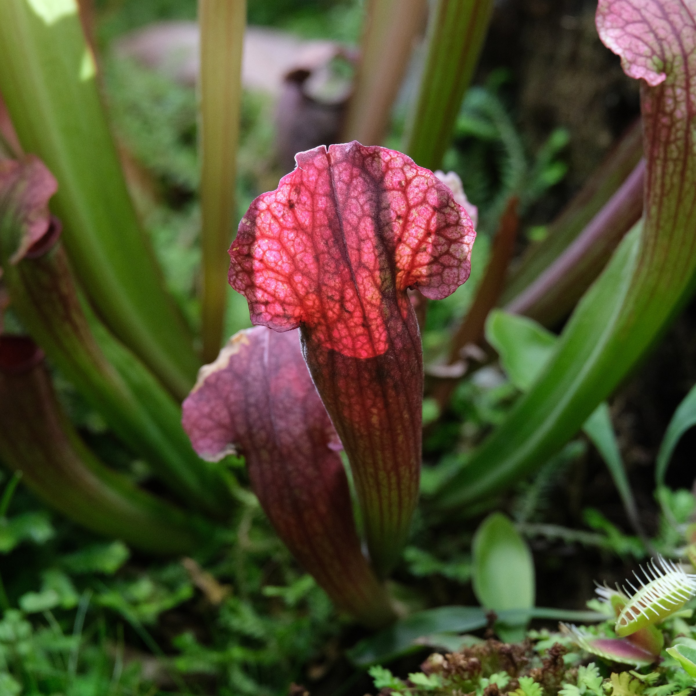 Sarracenia