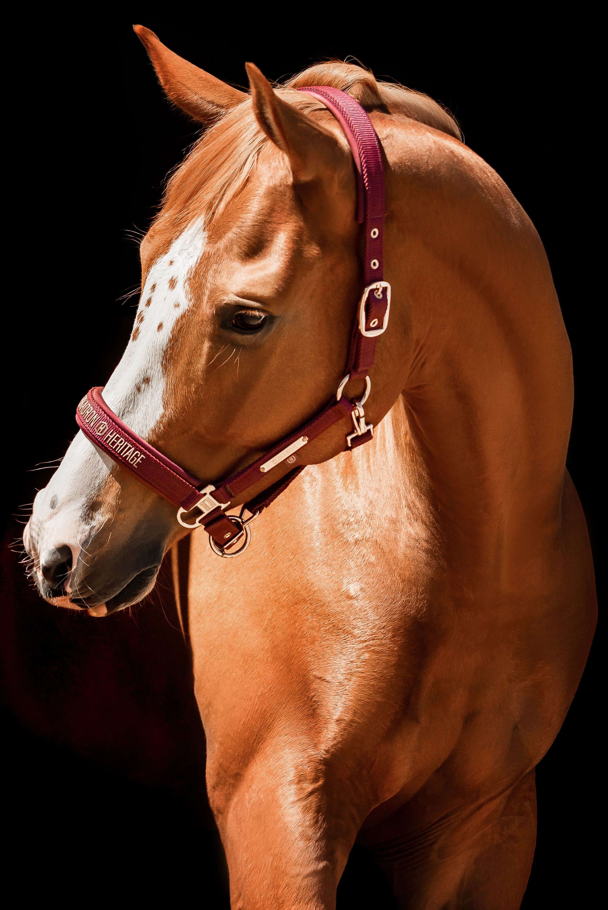 Рыжие — ИРЭН и БРАТИСЛАВА. Куракина Дарья • Конный фотограф