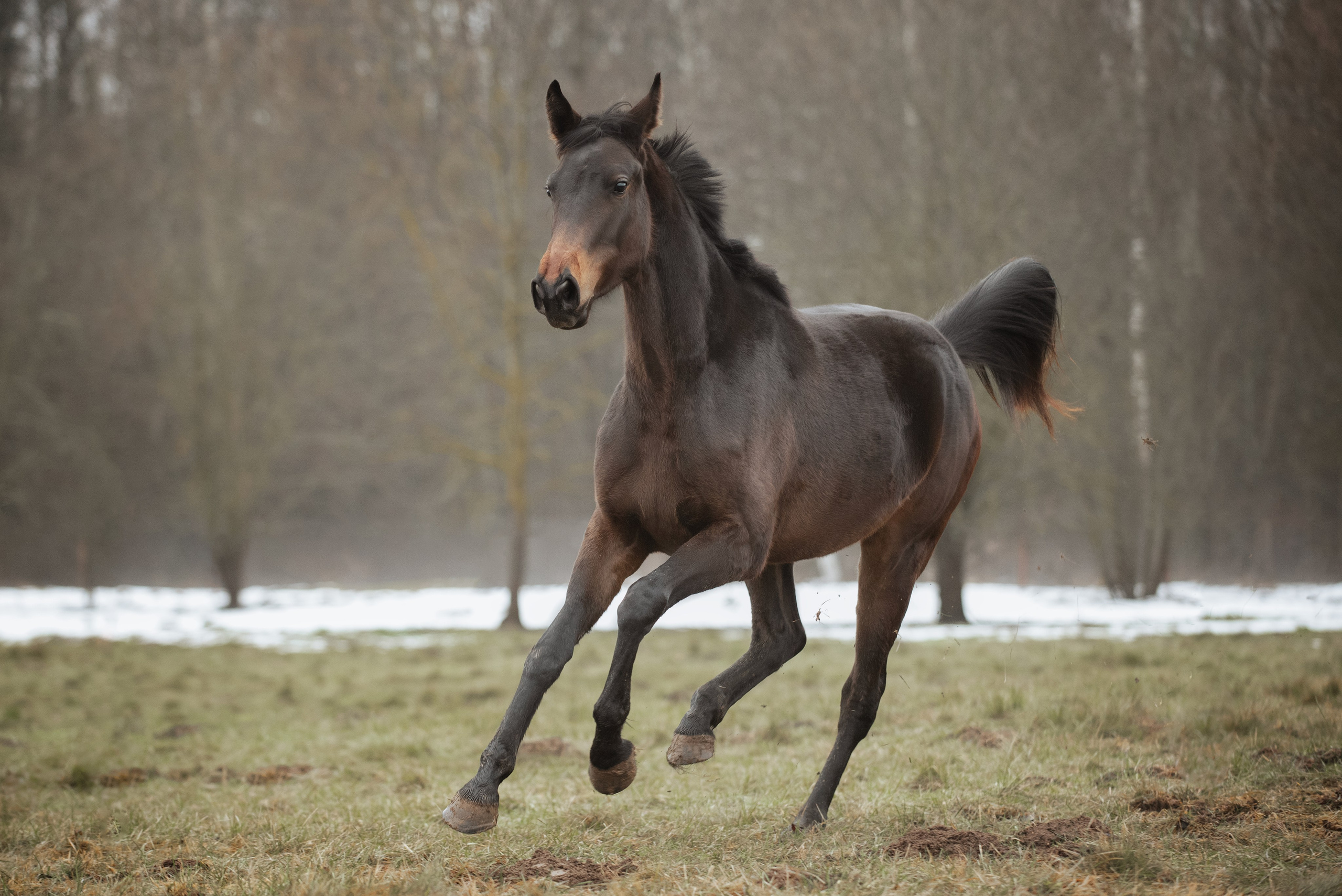 Мелкаши ЮНА. Куракина Дарья • Конный фотограф
