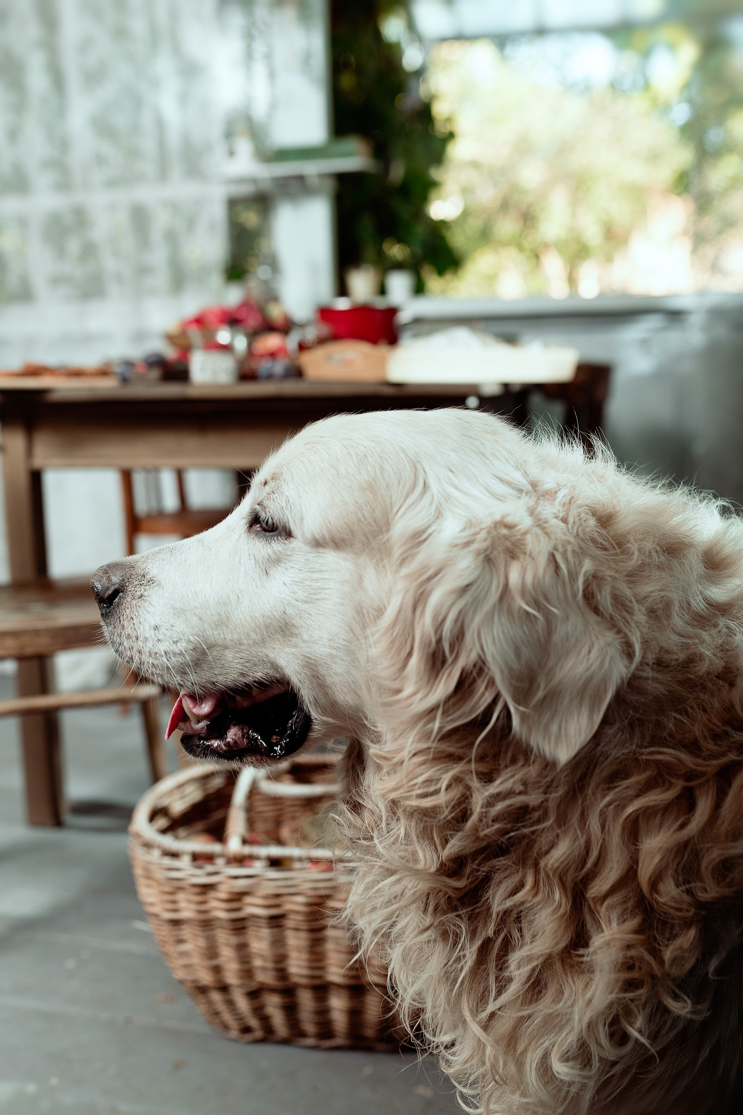 Наташа и Вольт. Семейный и контент фотограф