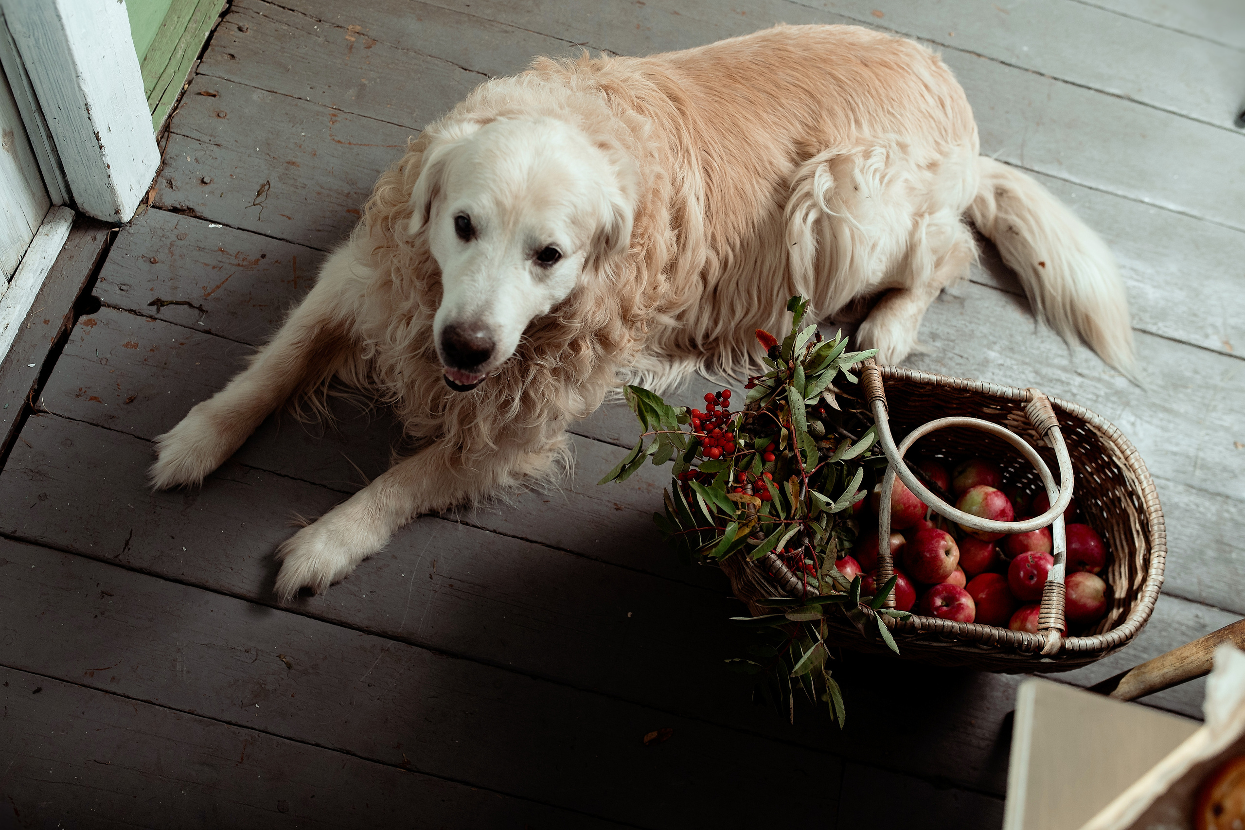 Наташа и Вольт. Семейный и контент фотограф
