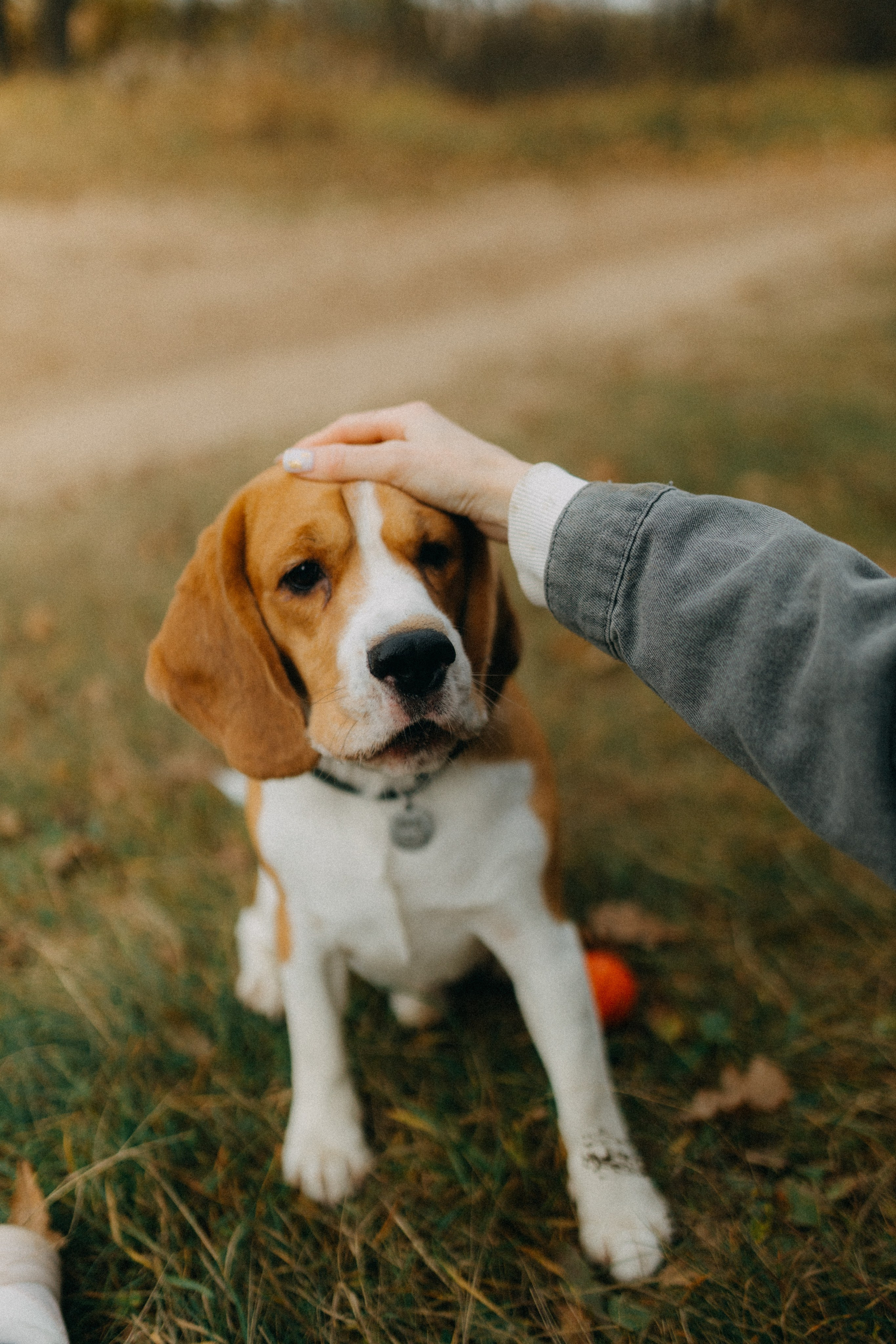 Ксюша & Федя. Прогулка с Лайдом. Фотограф НОГИНСК, Москва, Анастасия Белая