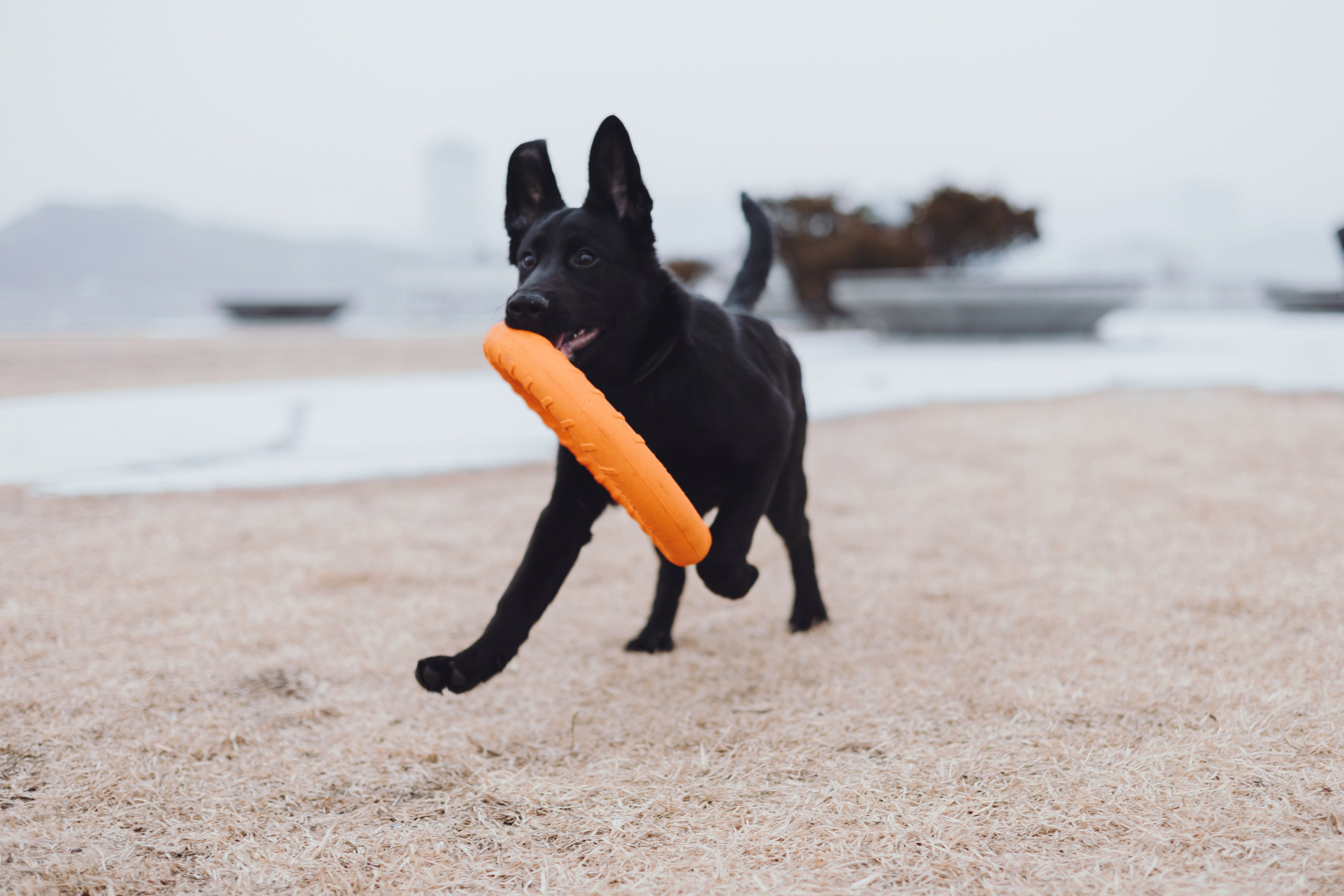 Ксения и Юта. Фотограф — анималист Владивосток, Алина