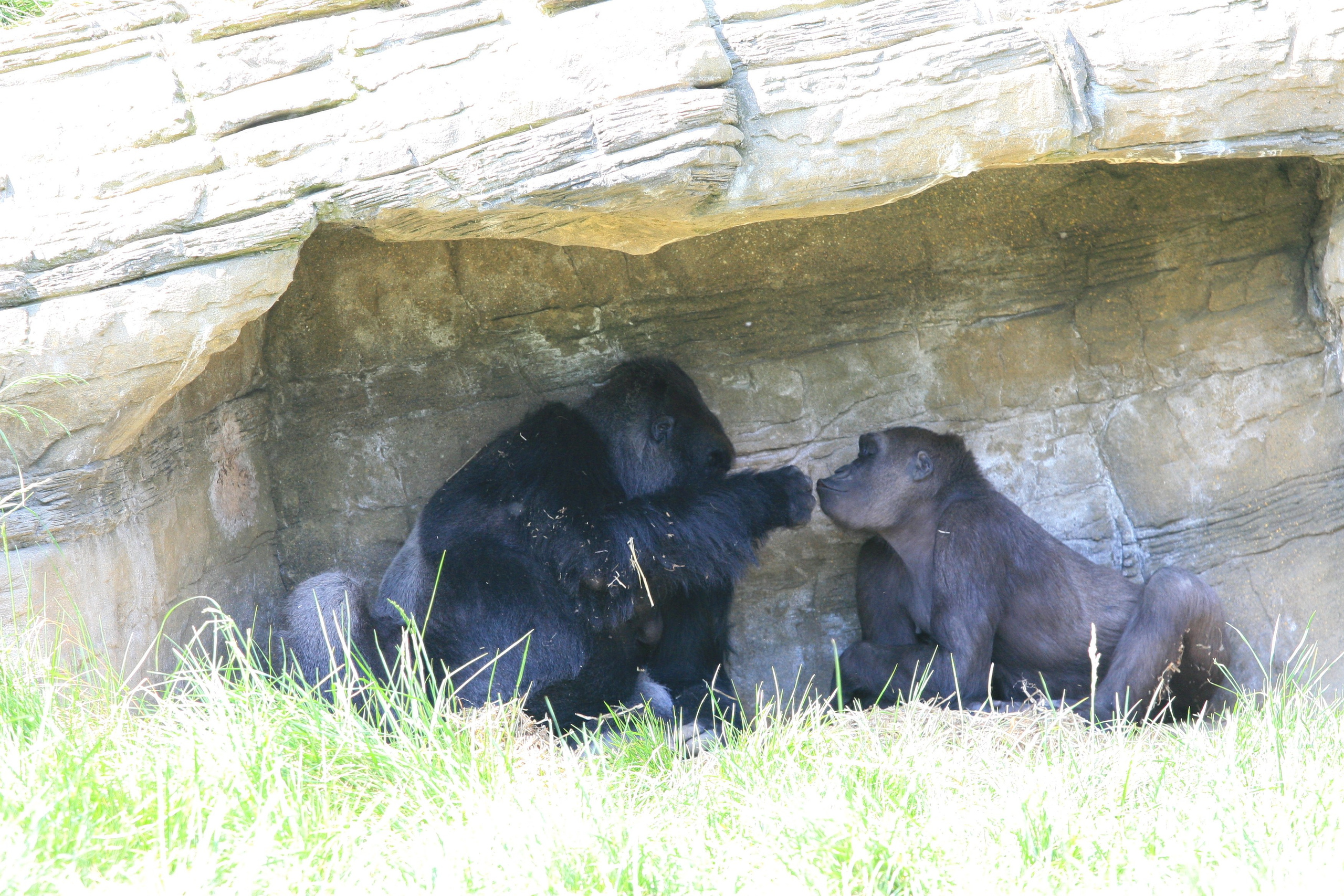 Фотографии диких и домашних животных. Фотограф в Москве и Подмосковье, Николай Сорокин