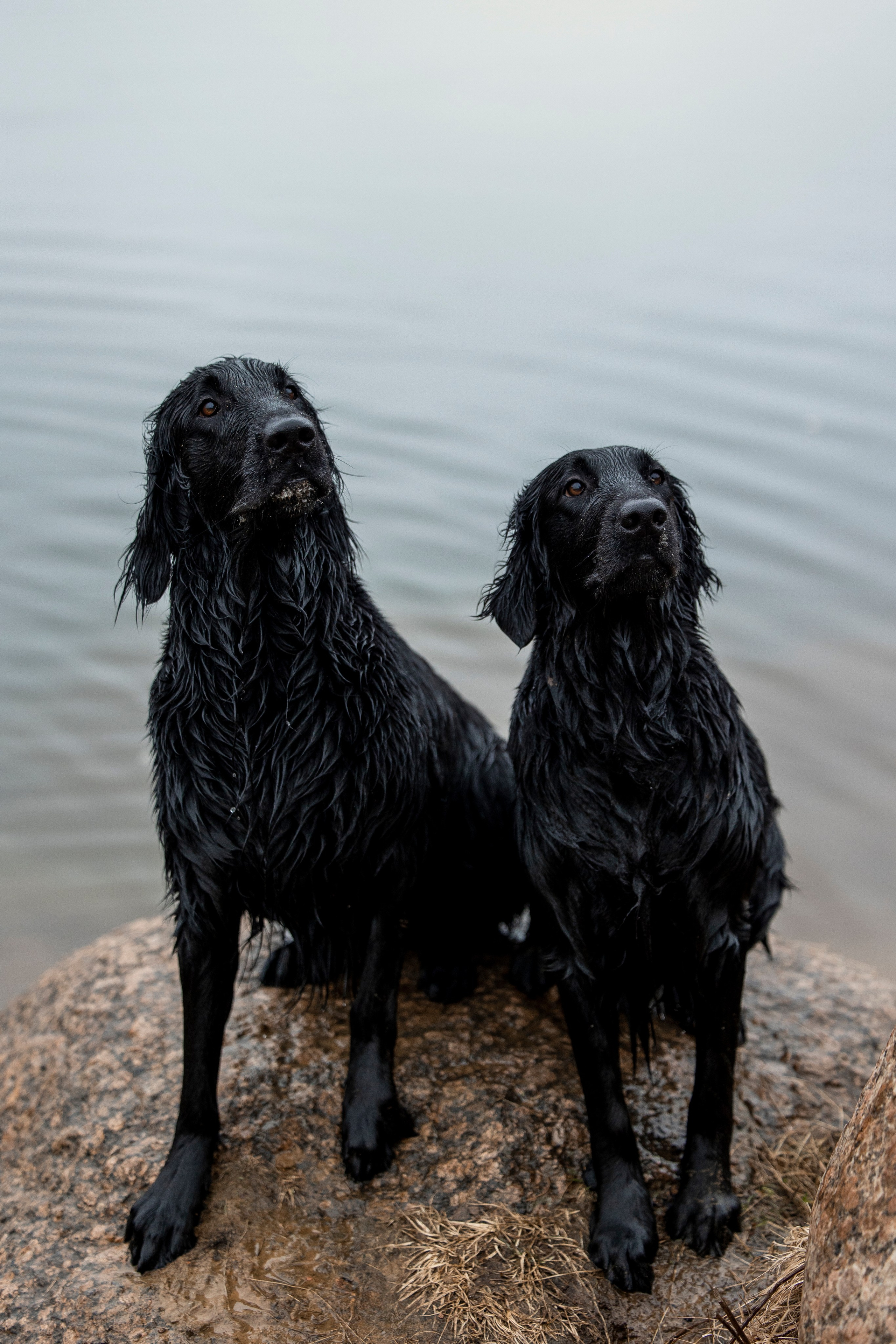 Ора, Ева, Рози и их семья. Фотограф — Анималист | Санкт-Петербург