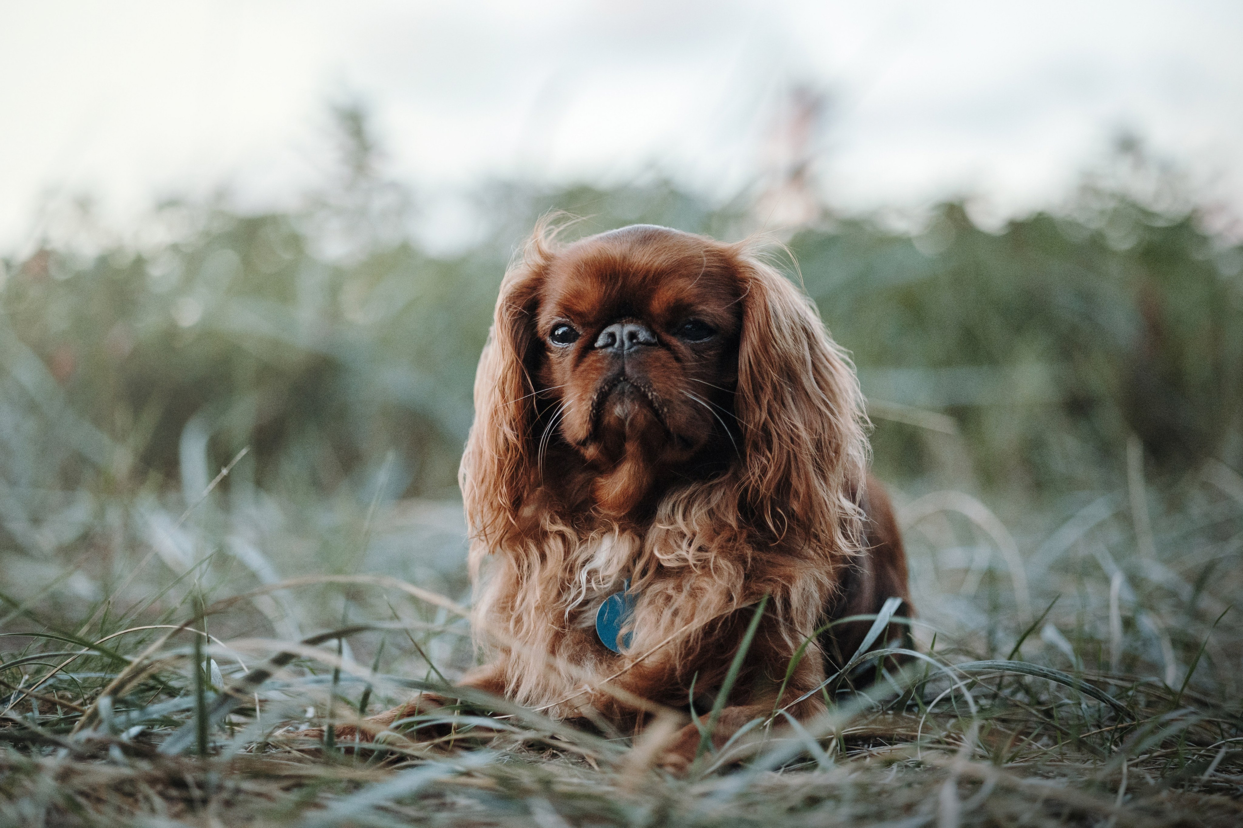 Верон, Гарри и их семья. Фотограф — Анималист | Санкт-Петербург