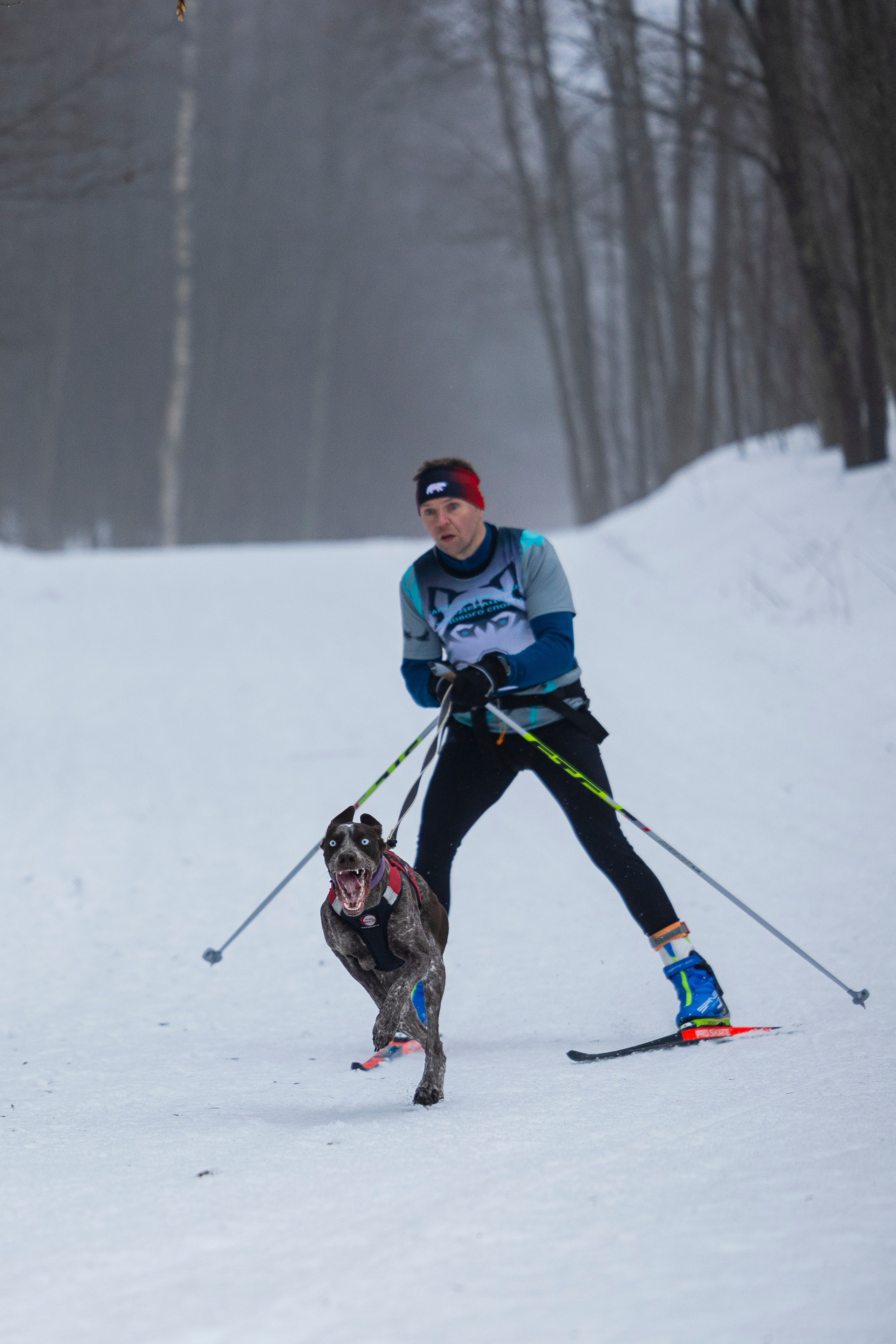 Зимний Чемпионат Санкт-Петербурга по ездовому спорту. Фотограф-анималист Анна Маринич