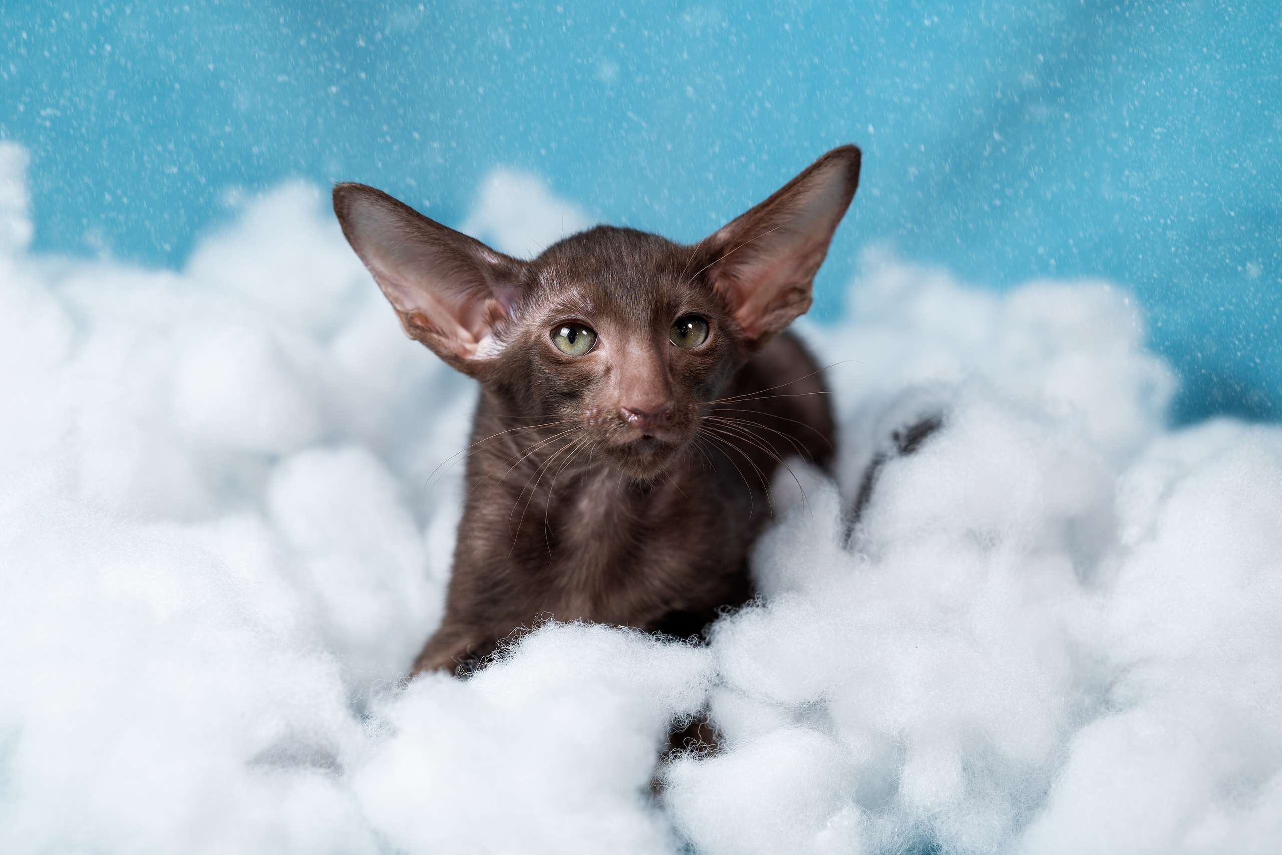 Заводчик Юлия Панова. Творческий фотограф Вологда