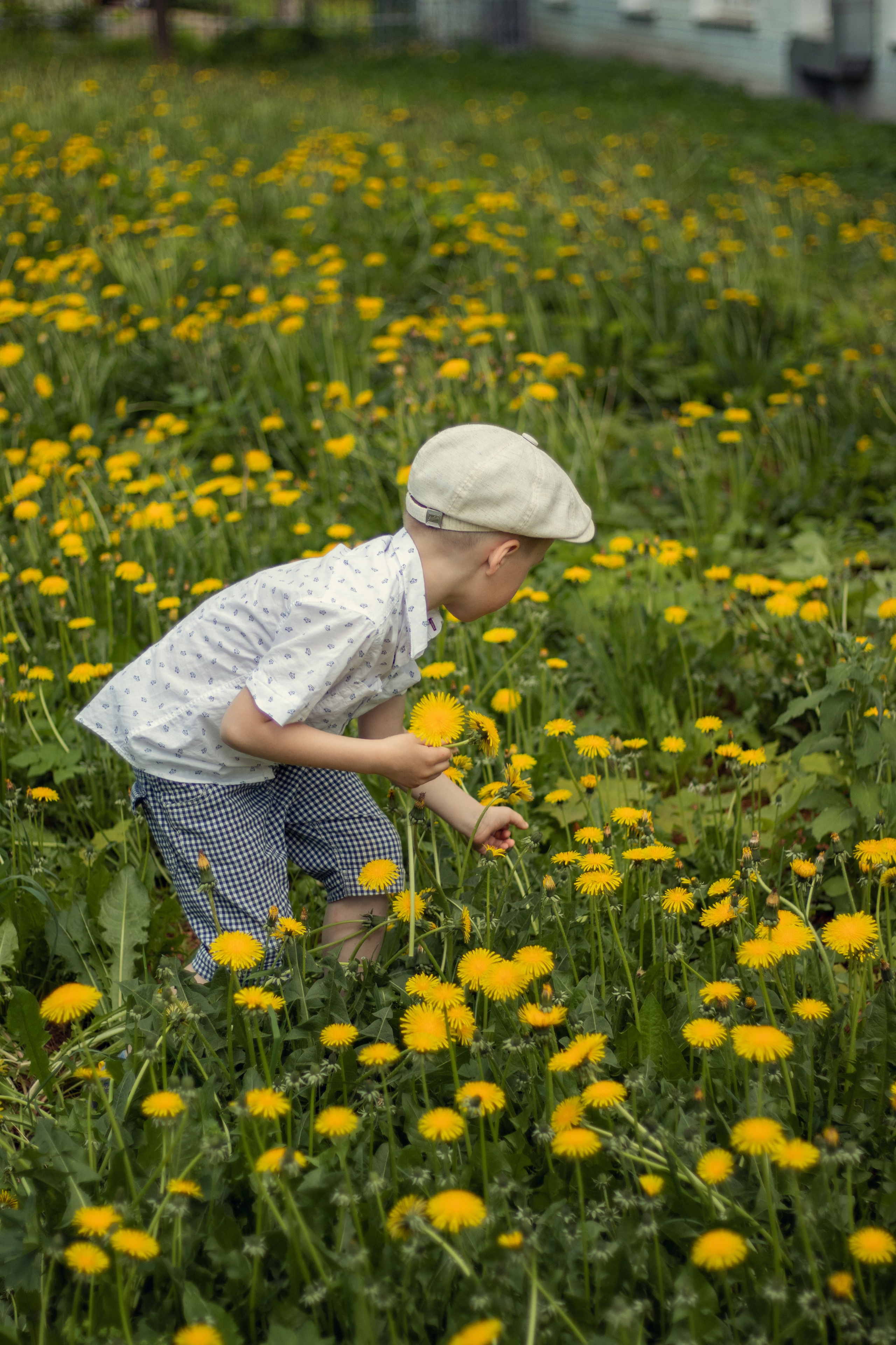 Одуванчиковое настроение