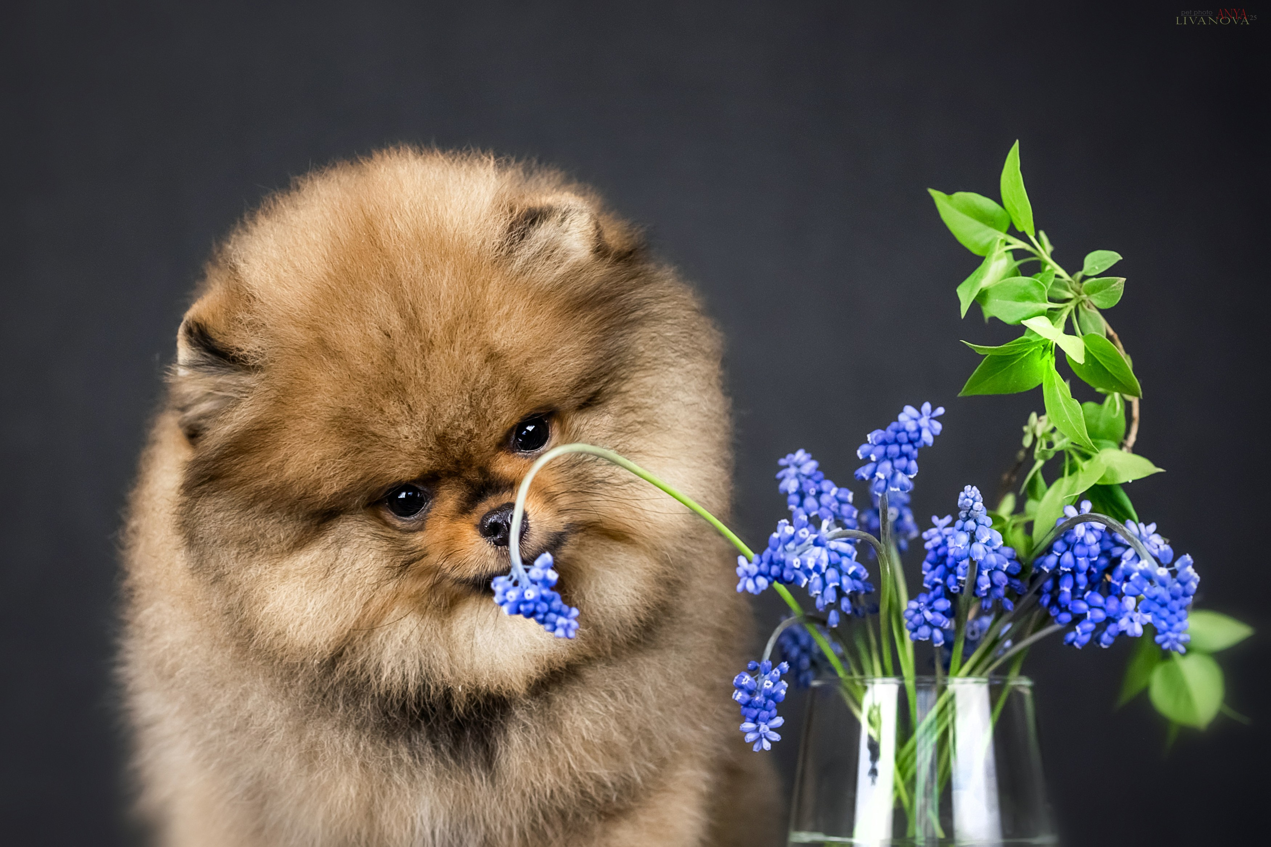 Шпицы. Фотограф анималист Аня Ливанова | Рыбинск