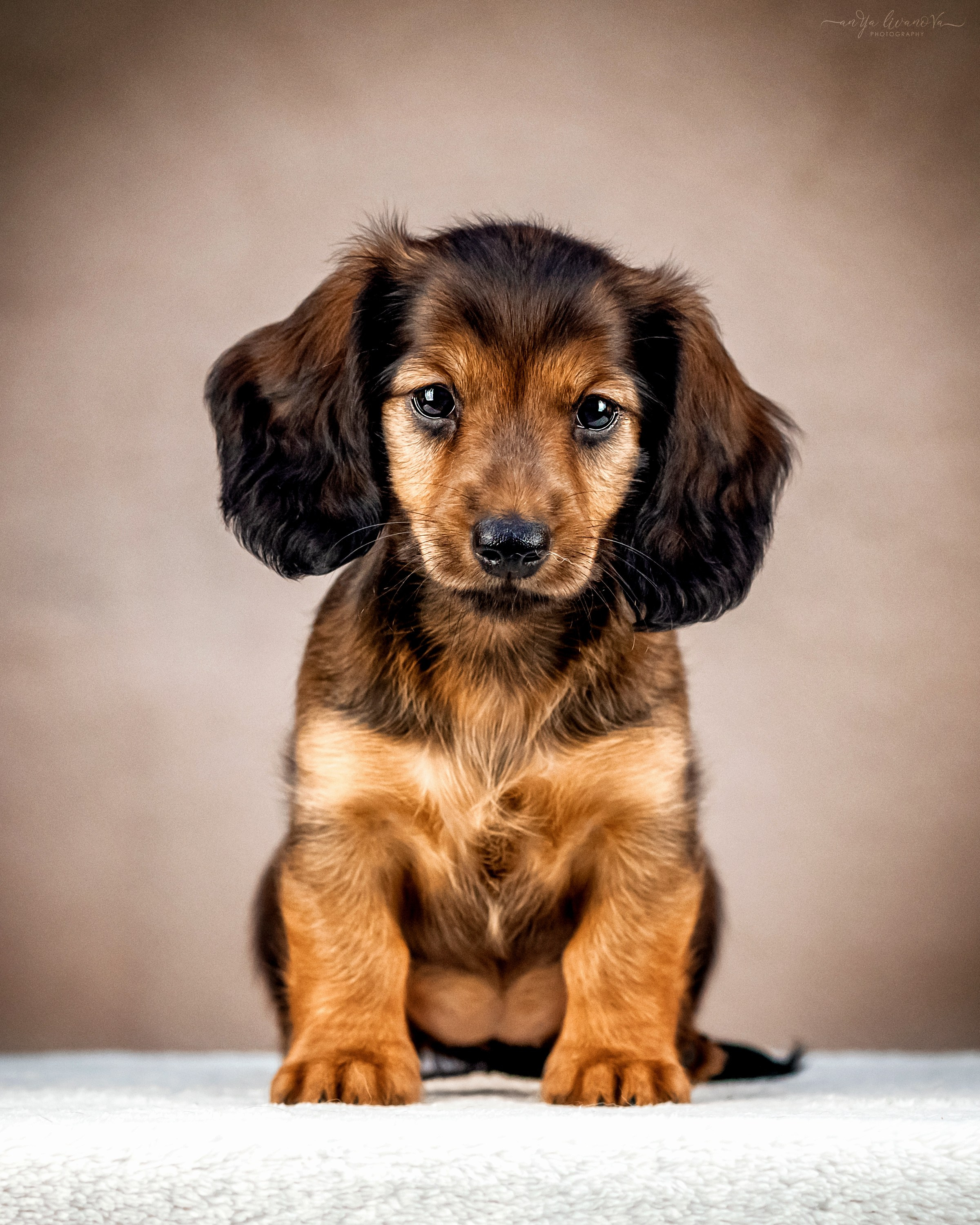 Таксята. Фотограф анималист Аня Ливанова | Рыбинск