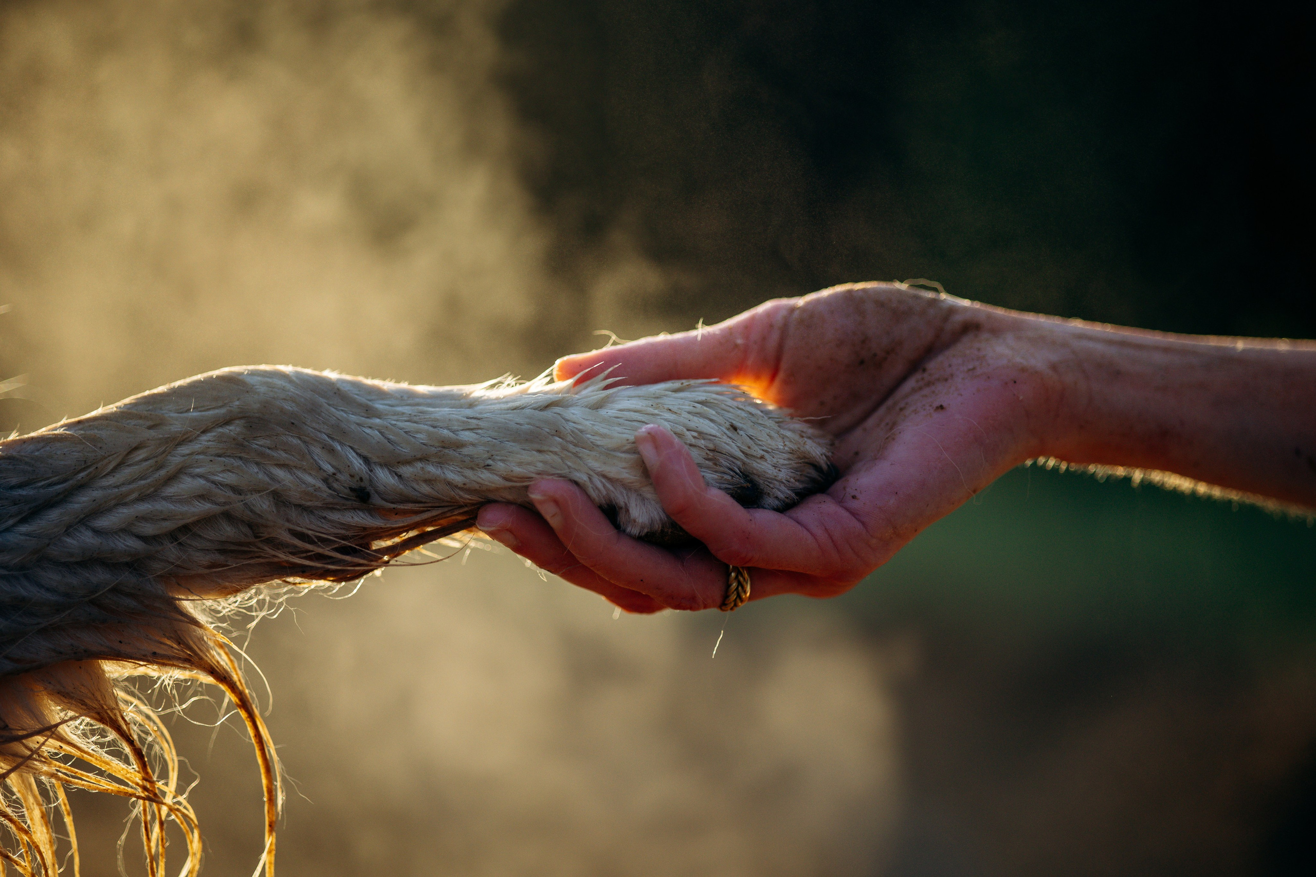 Юля и Руби. Фотограф — Анималист | Санкт-Петербург