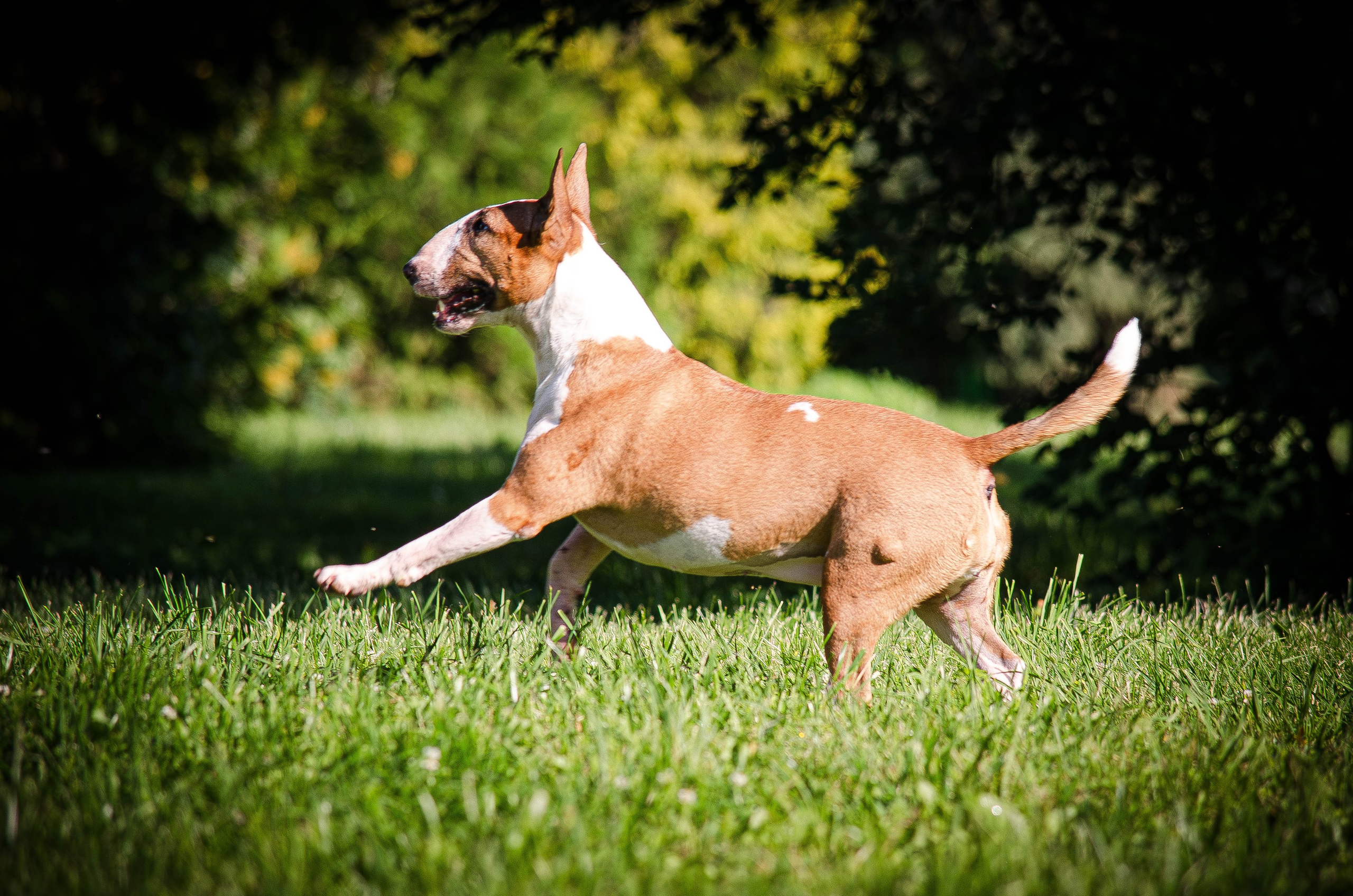 Пуля. Фотограф Светлана Блинова, Москва и Московская область