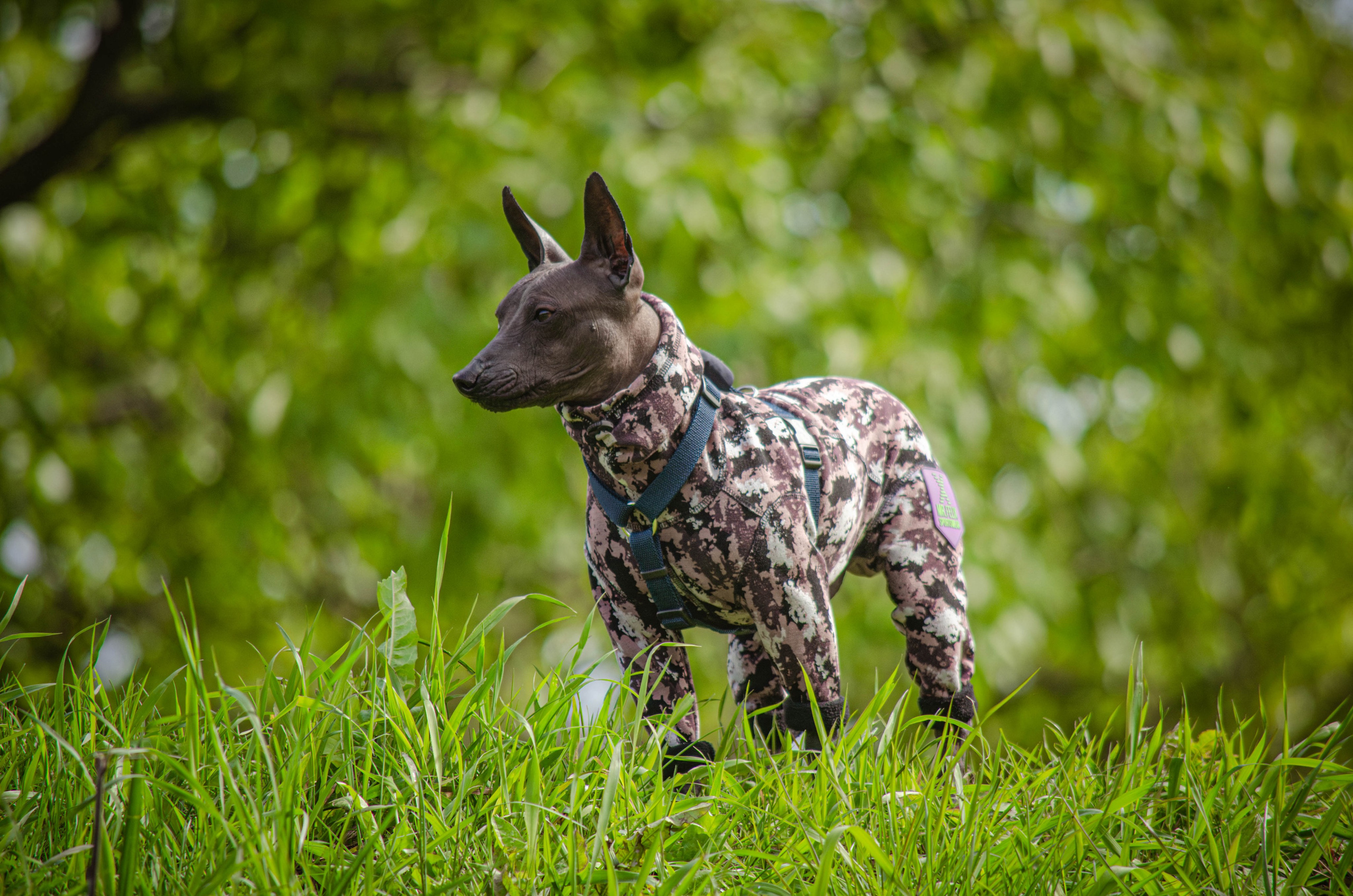Сёма. Фотограф Светлана Блинова, Москва и Московская область