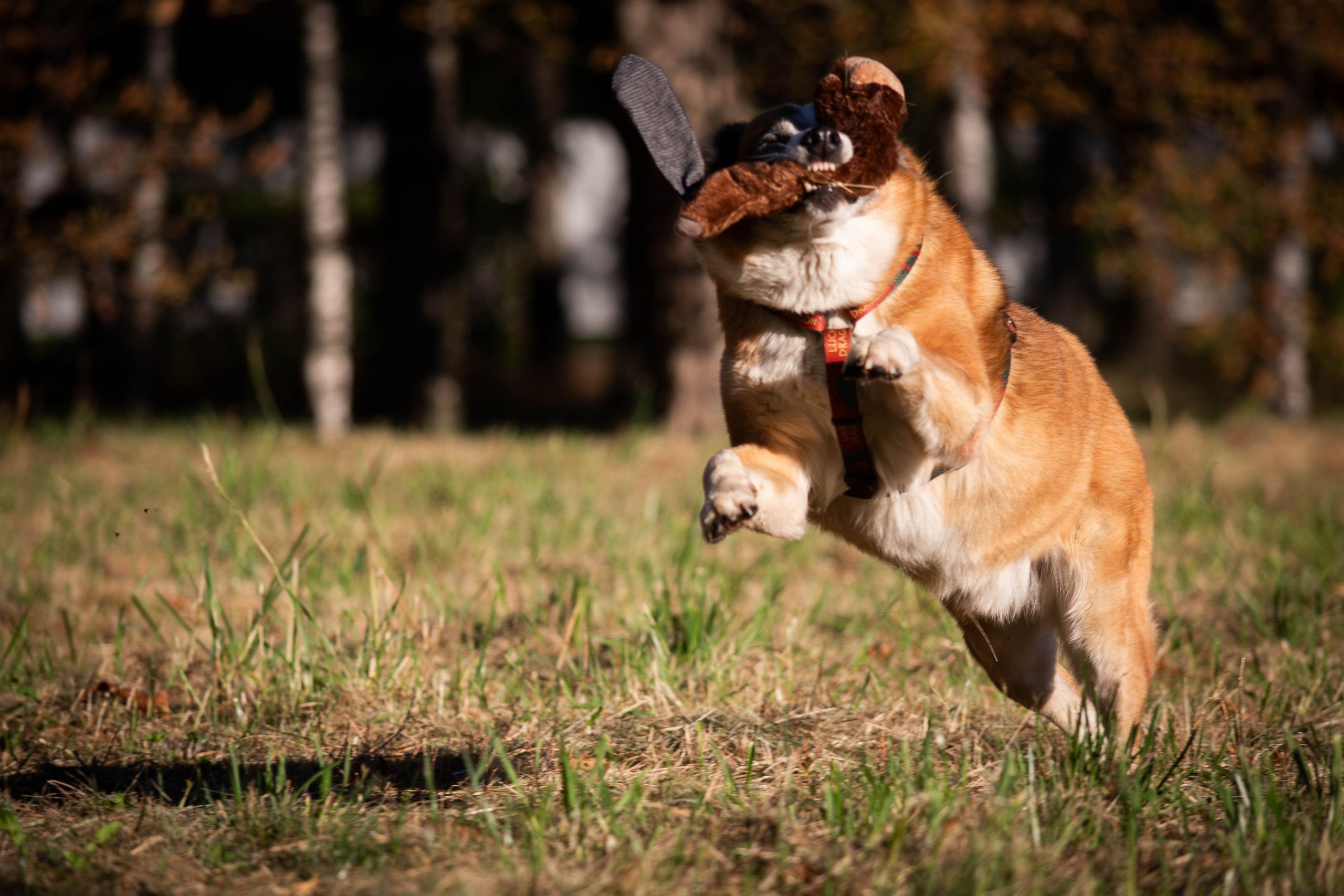 Ник и Полина. Фотограф Светлана Блинова, Москва и Московская область