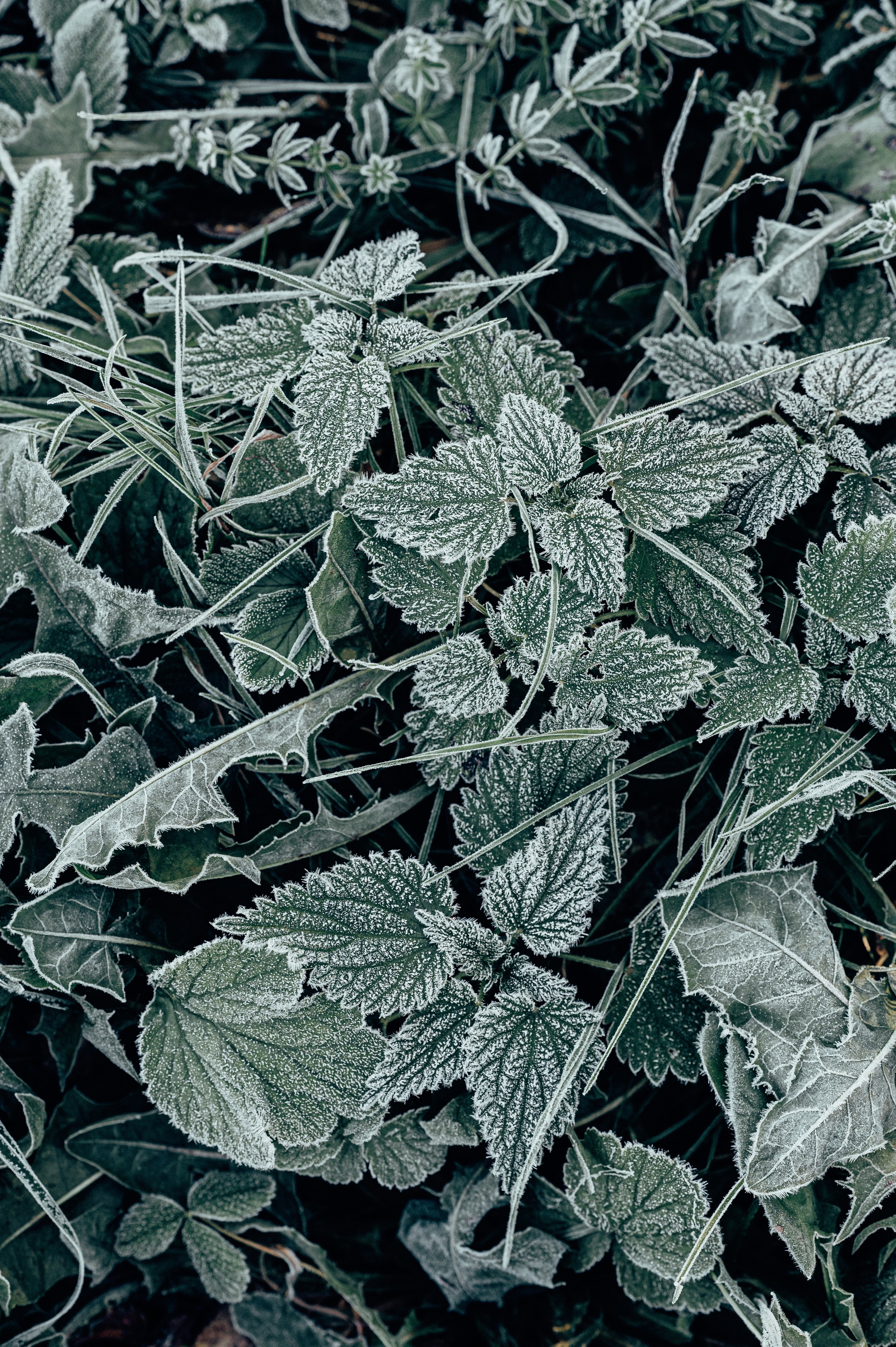 Природа. Максим Егоров, г. Ижевск. Репортажная, предметная съёмка и фуд-фотография