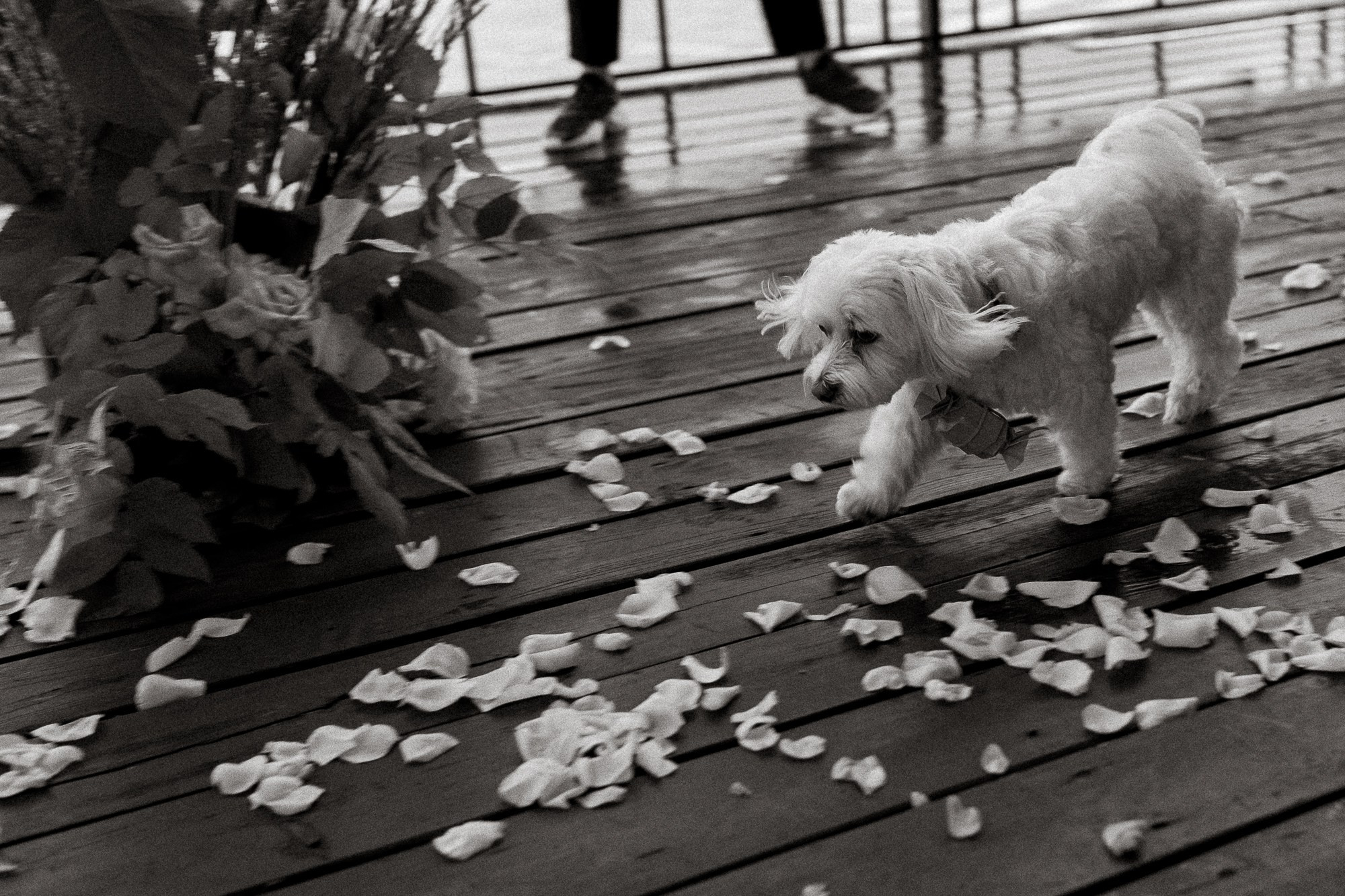 За окном был дождь. Свадебный фотограф Ярославль, Рыбинск
