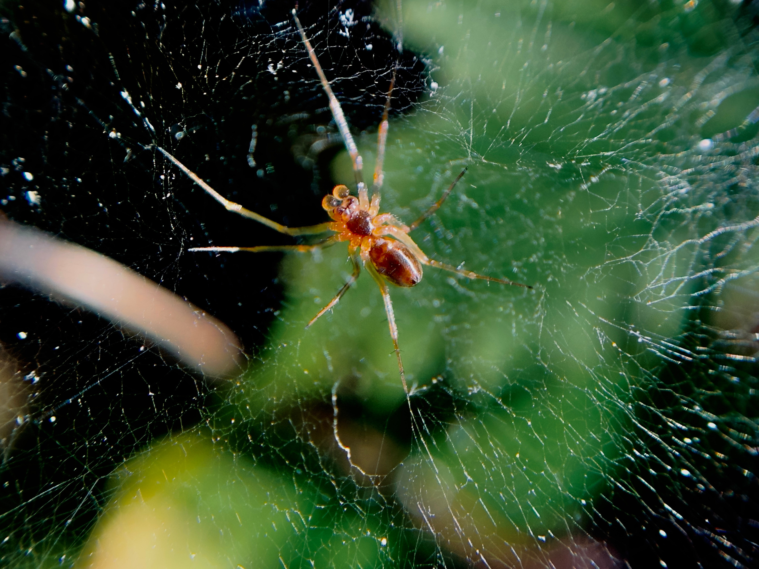 Макро любовь. Смотри, красота!
