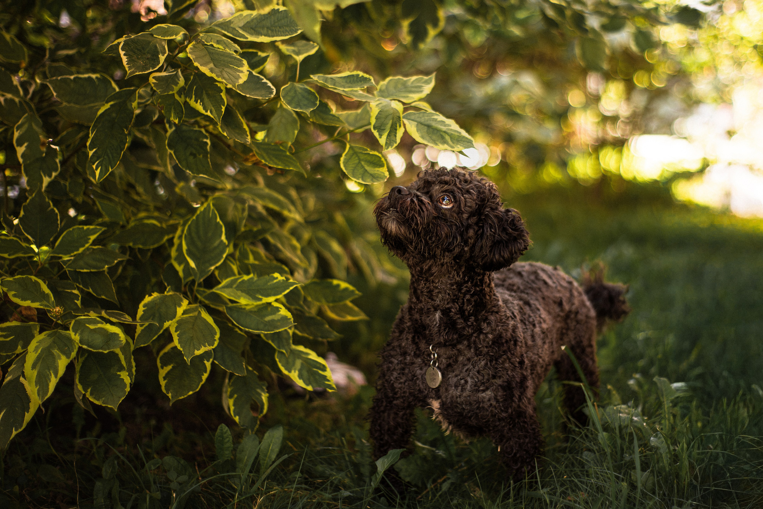Анна и Бруно. Фотограф-анималист Мария Баркевич | Москва