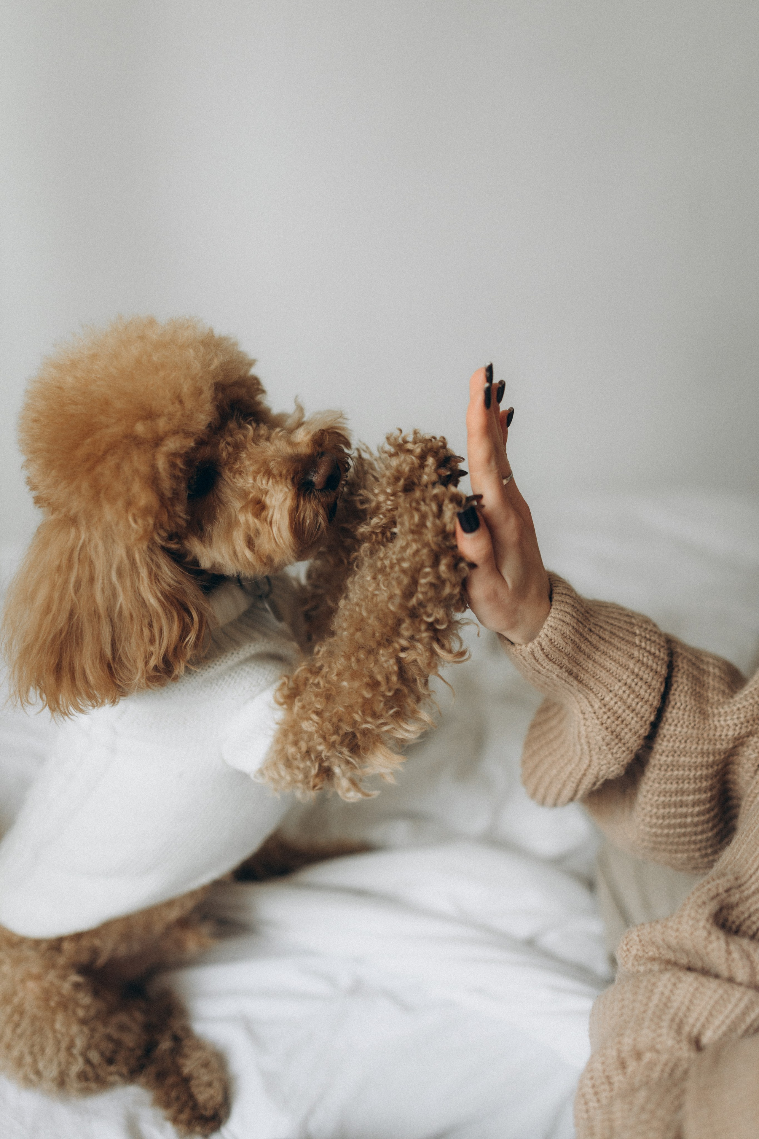 Маша, Ваня & Барни. Фотограф НОГИНСК, Москва, Анастасия Белая