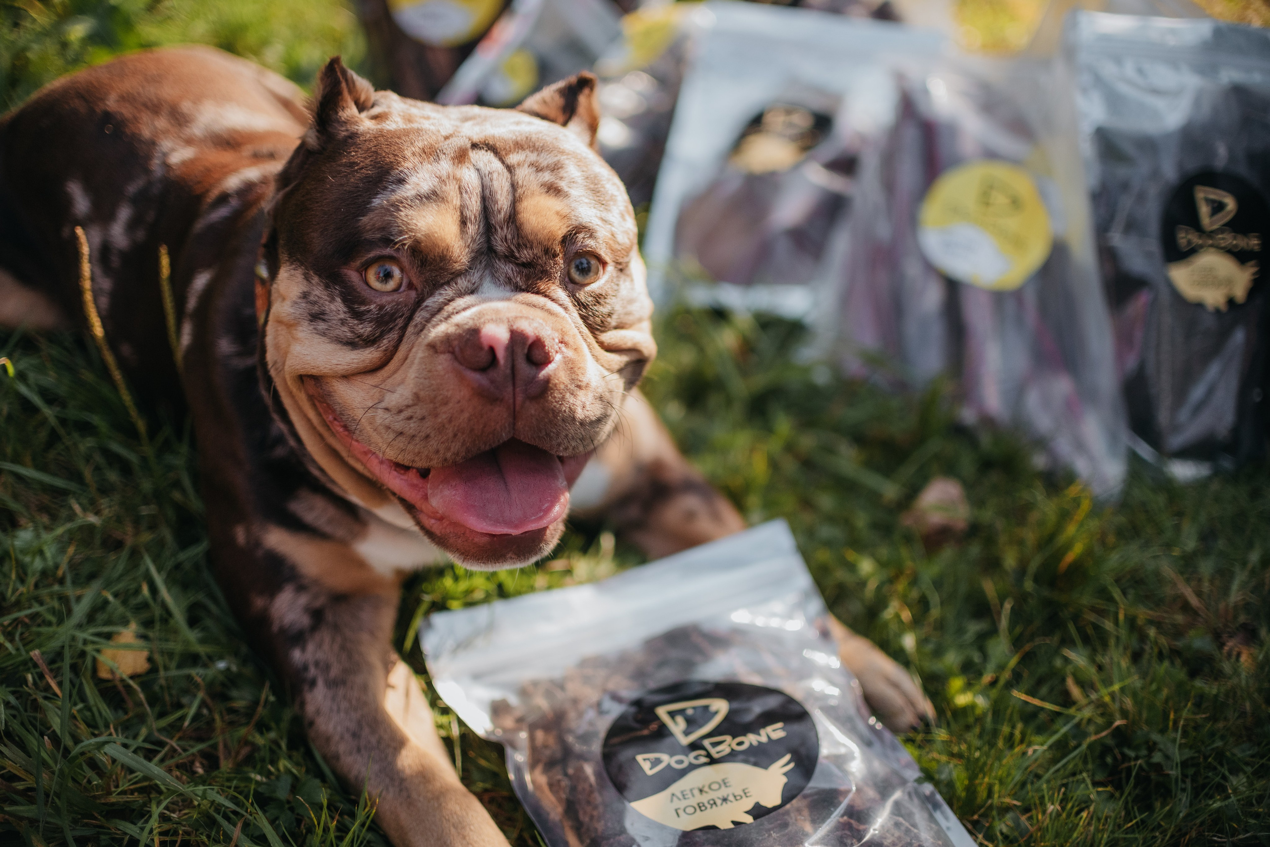 Dog Bone контент. Фотограф-анималист Валерия, Москва, Мытищи