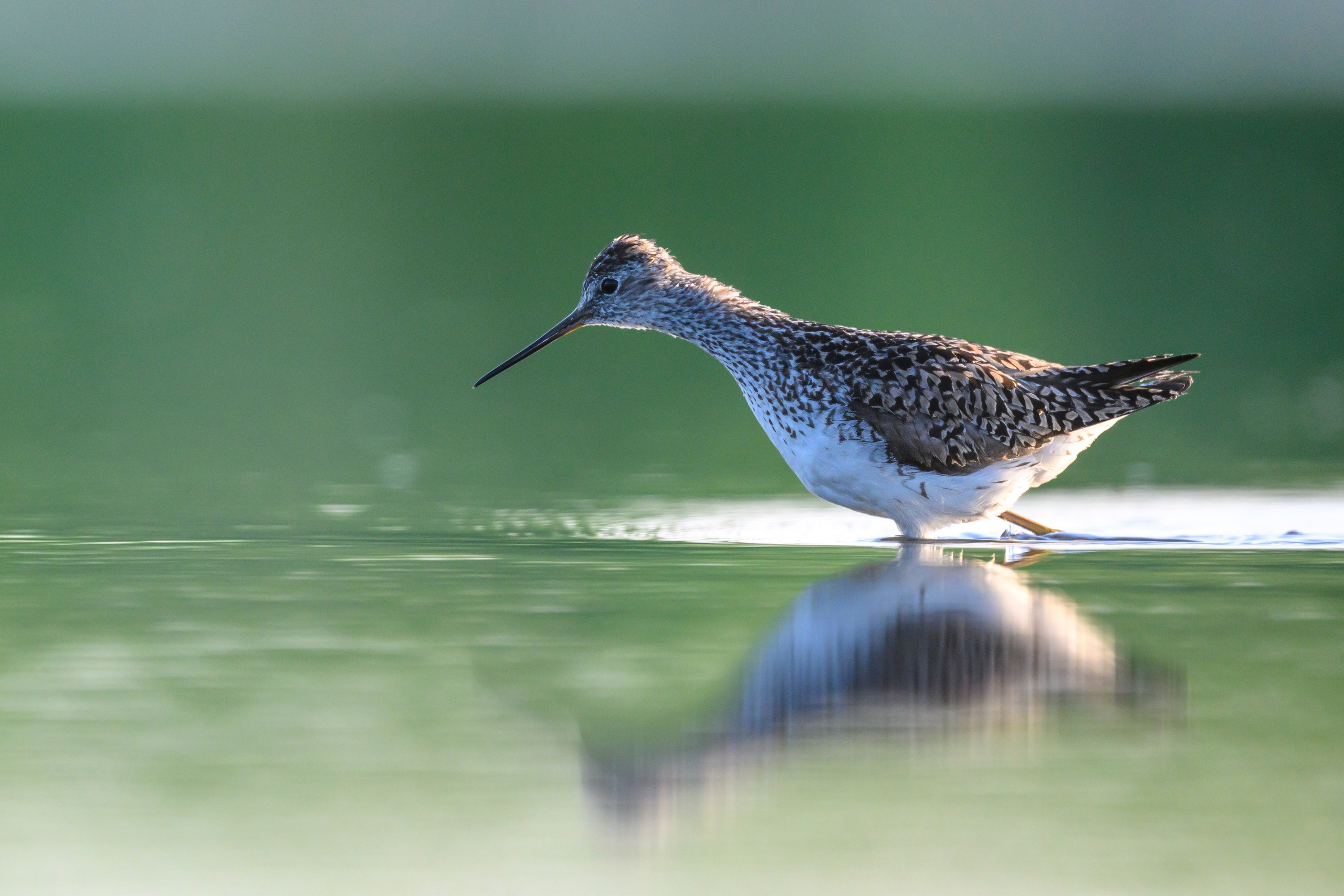 Птенец трясогузки, поручейник и фифи. Wildlife photography by Sergey Puponin