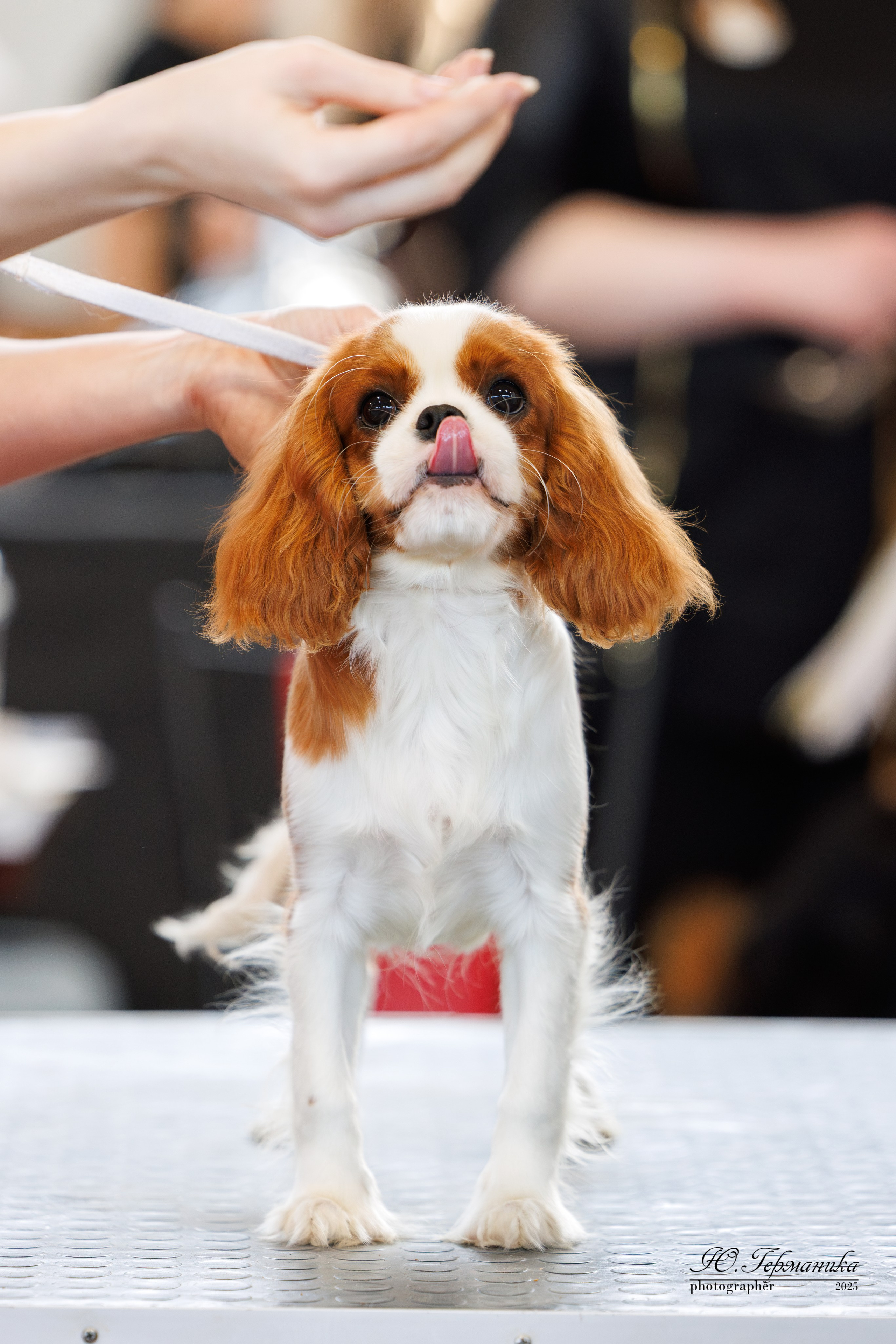 Тверь 12.04,Сфера 13.04,Сергиев Посад 19.04.2025. Фотограф-анималист Юлия Германика