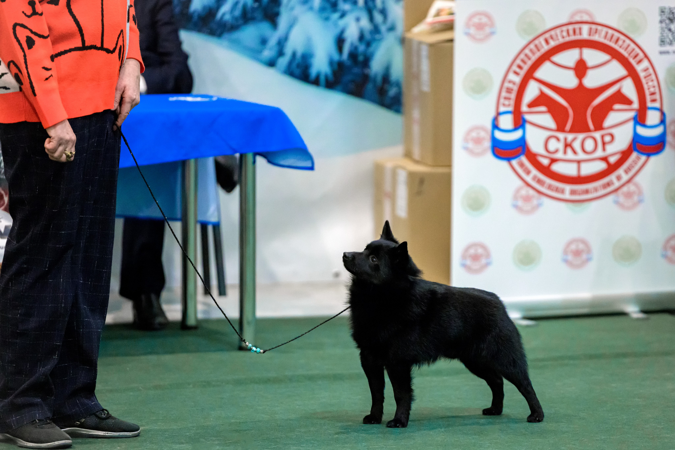 Крокус 3,9 и 10.12.2023. Фотограф-анималист Юлия Германика