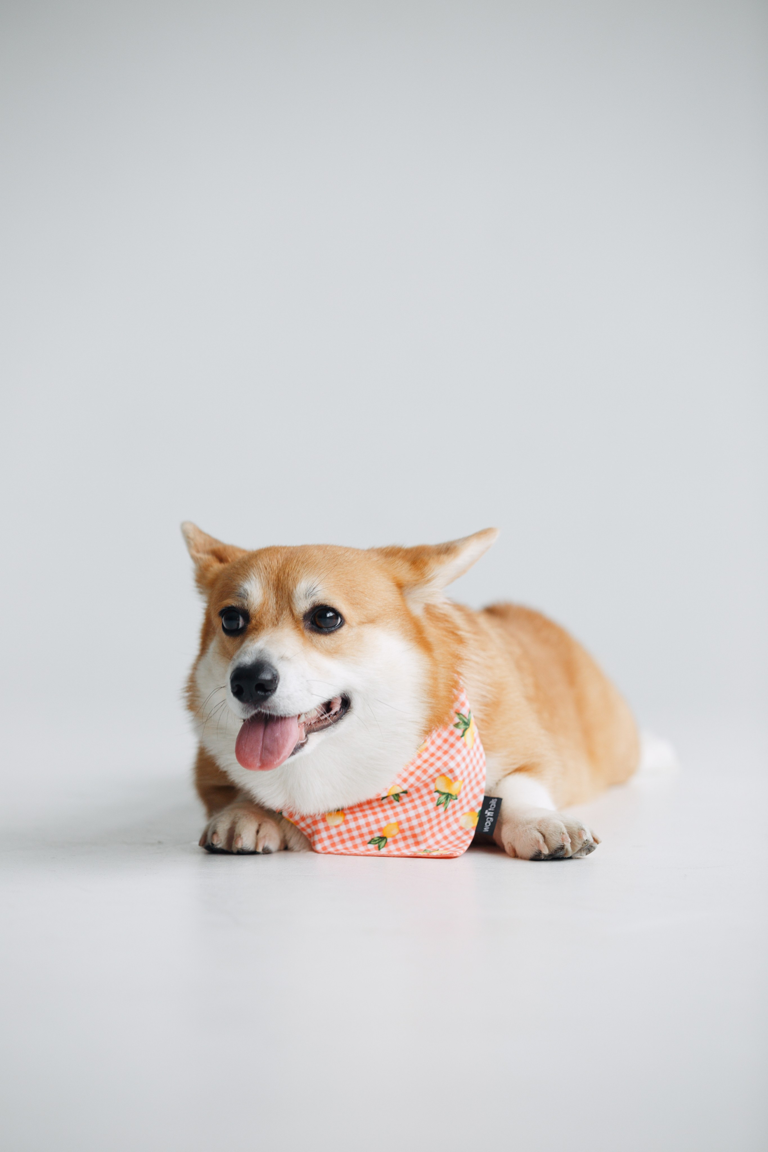 Wag'n'tails аксессуары для животных. Фотограф анималист Кристина Карпова, Москва