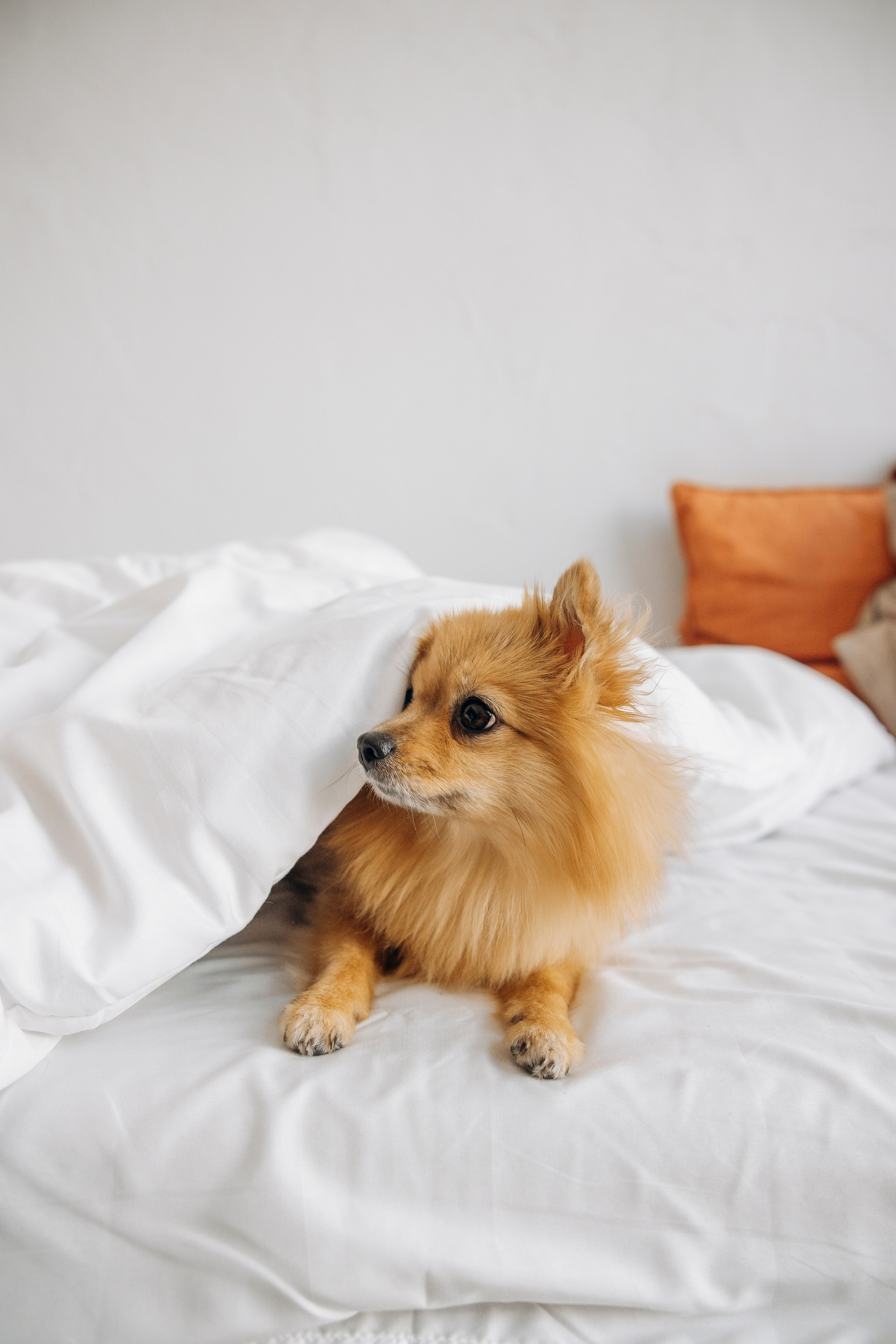 Съемка в студии с собакой. Анастасия Белаш