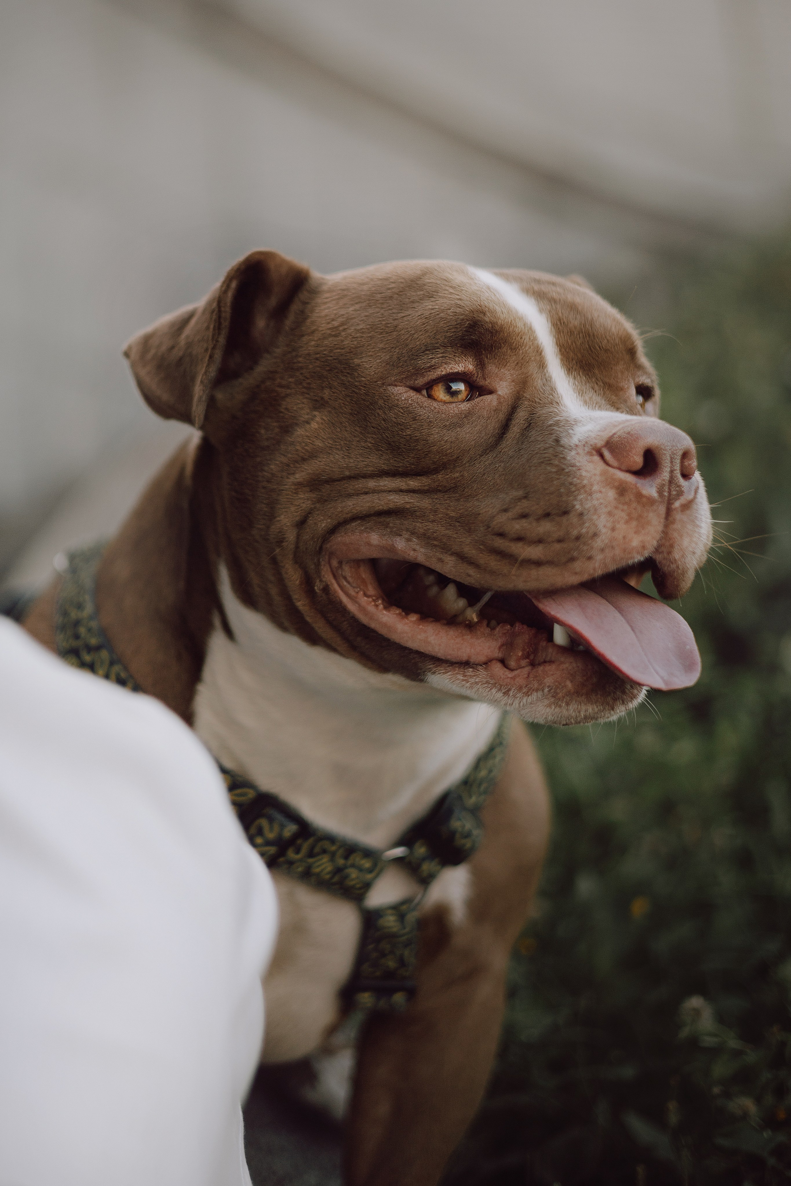 Анжела & Арес. Фотограф — анималист •love-story•|Санкт-Петербург