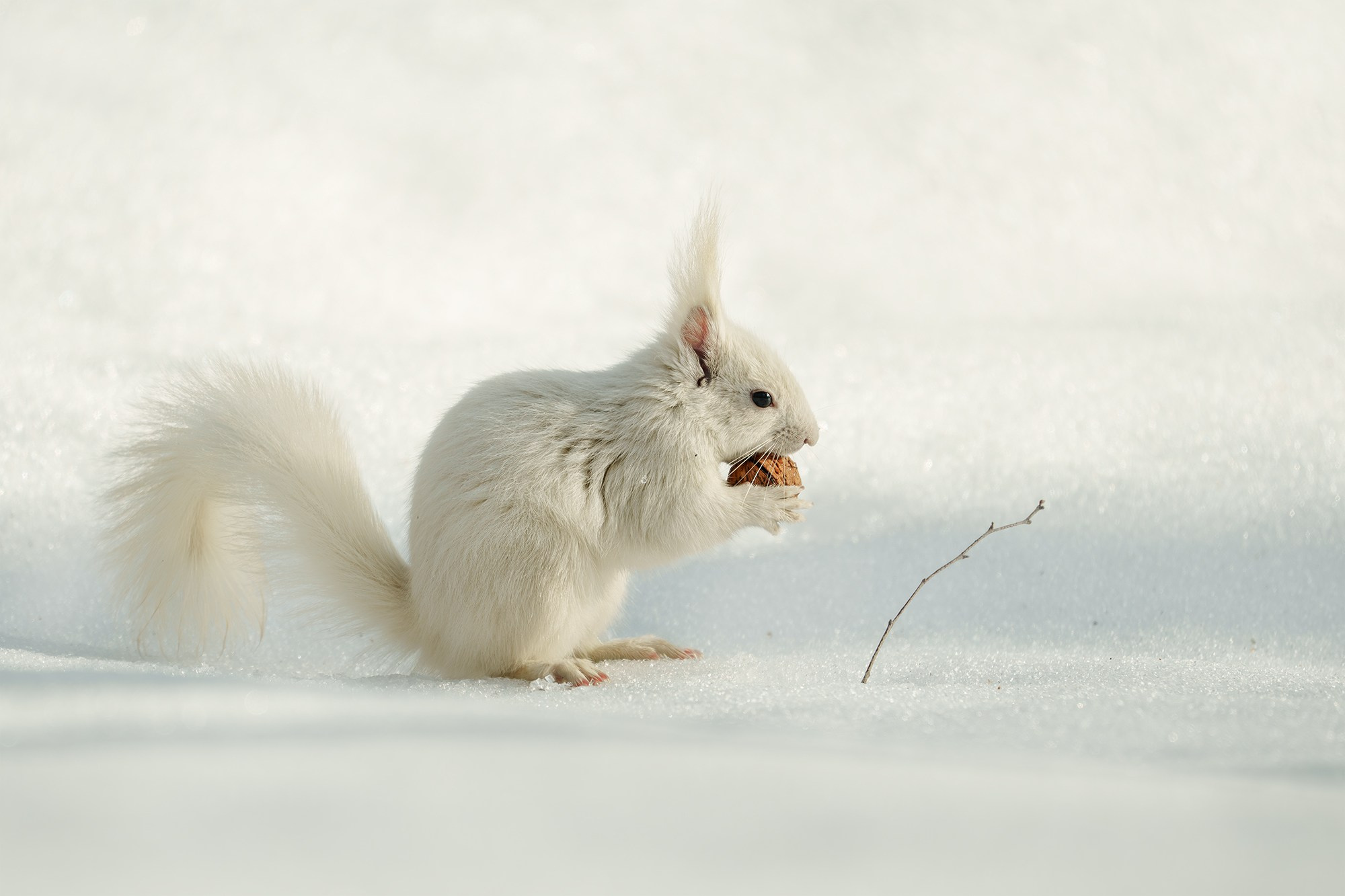Животные. Ваш личный фотограф Марина Волкова