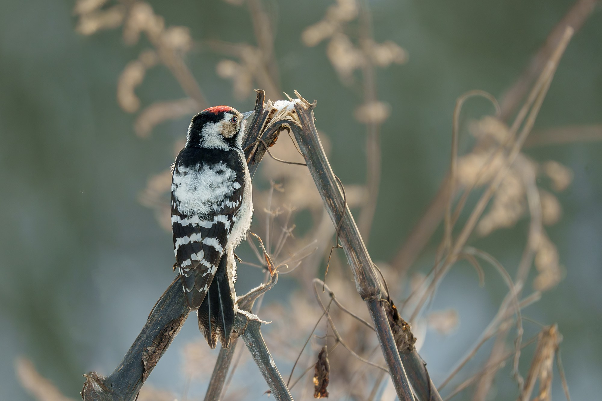 Удивительные мир птиц. Вокруг нас столько прекрасного — присмотритесь!. Ваш личный фотограф Марина Волкова