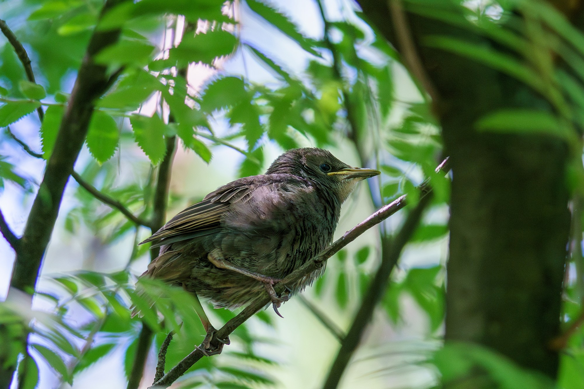 Удивительные мир птиц. Вокруг нас столько прекрасного — присмотритесь!. Ваш личный фотограф Марина Волкова