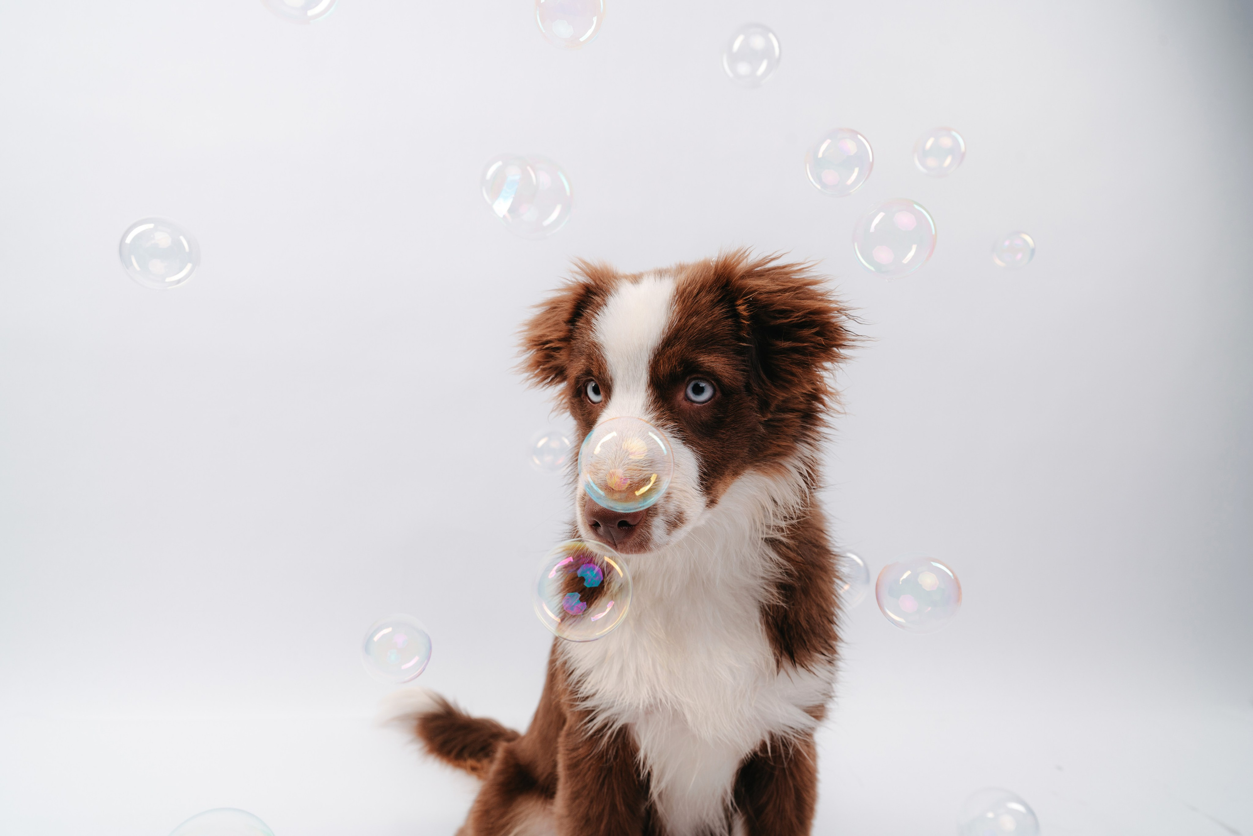 Миниаусси Дайс. Фотограф анималист Осипчикова Мария