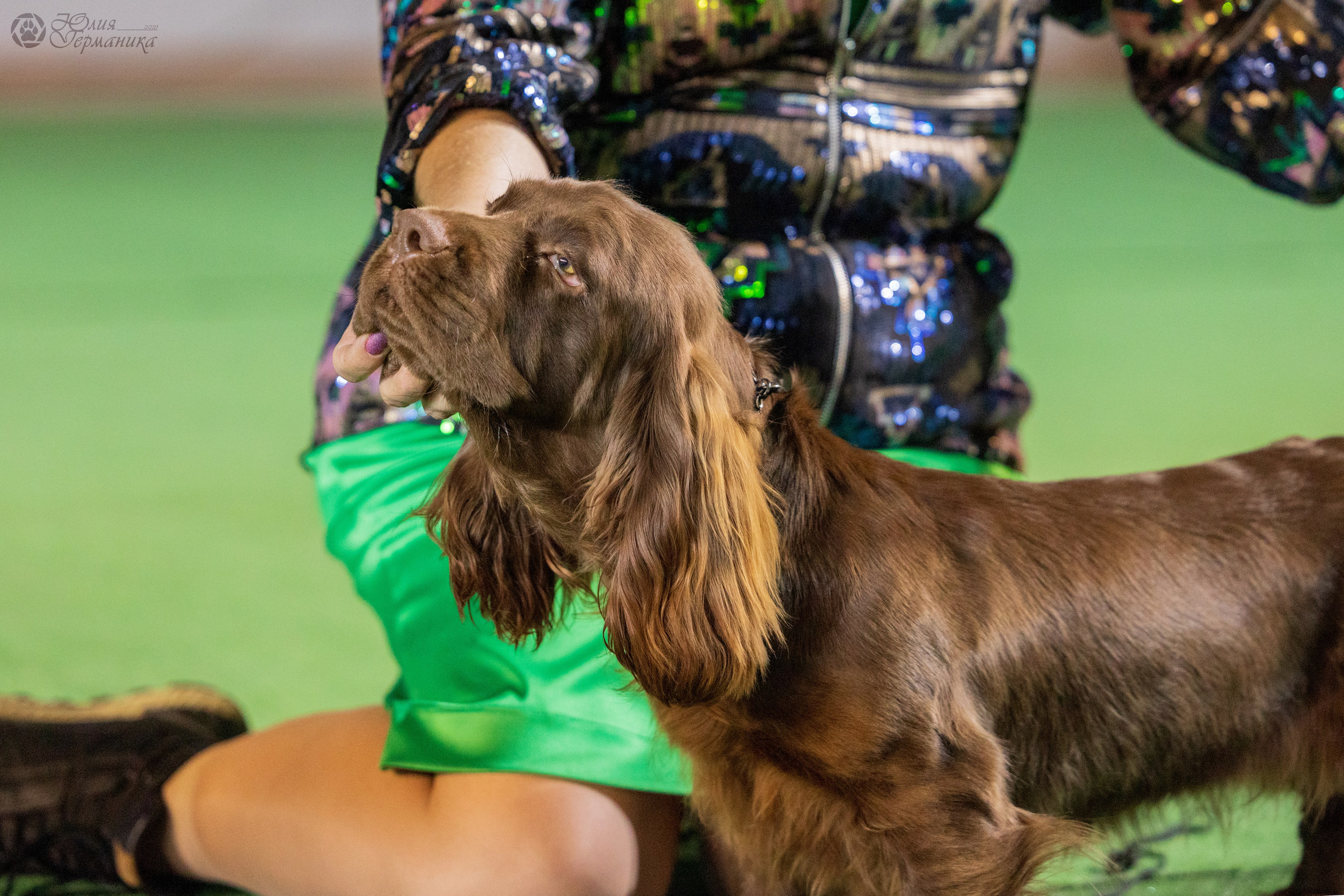 Грузия,Телави 2хCACIB 19-20.10.2024. Фотограф-анималист Юлия Германика