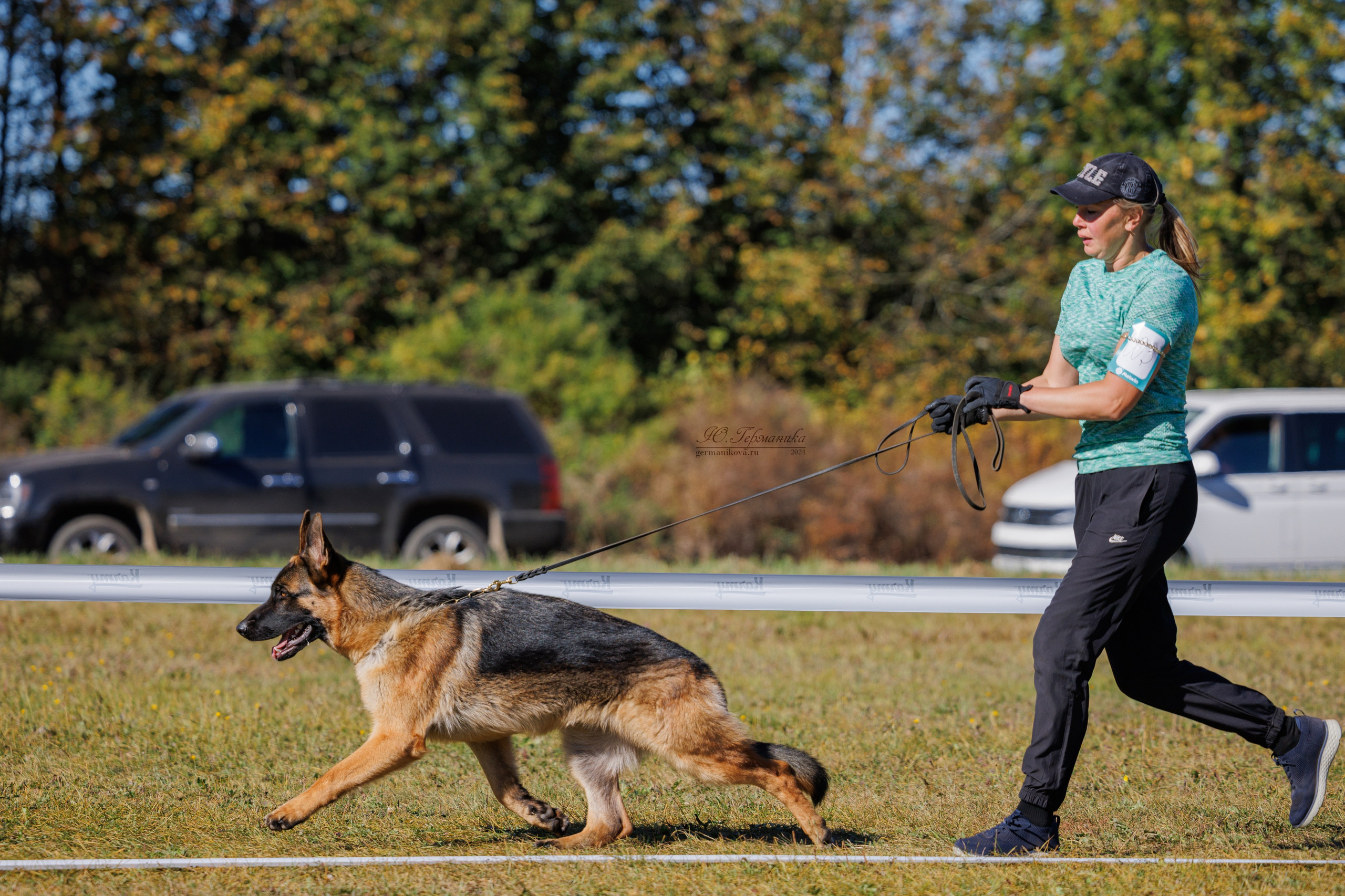 Тверь немецкие овчарки 22.09.2024. Фотограф-анималист Юлия Германика